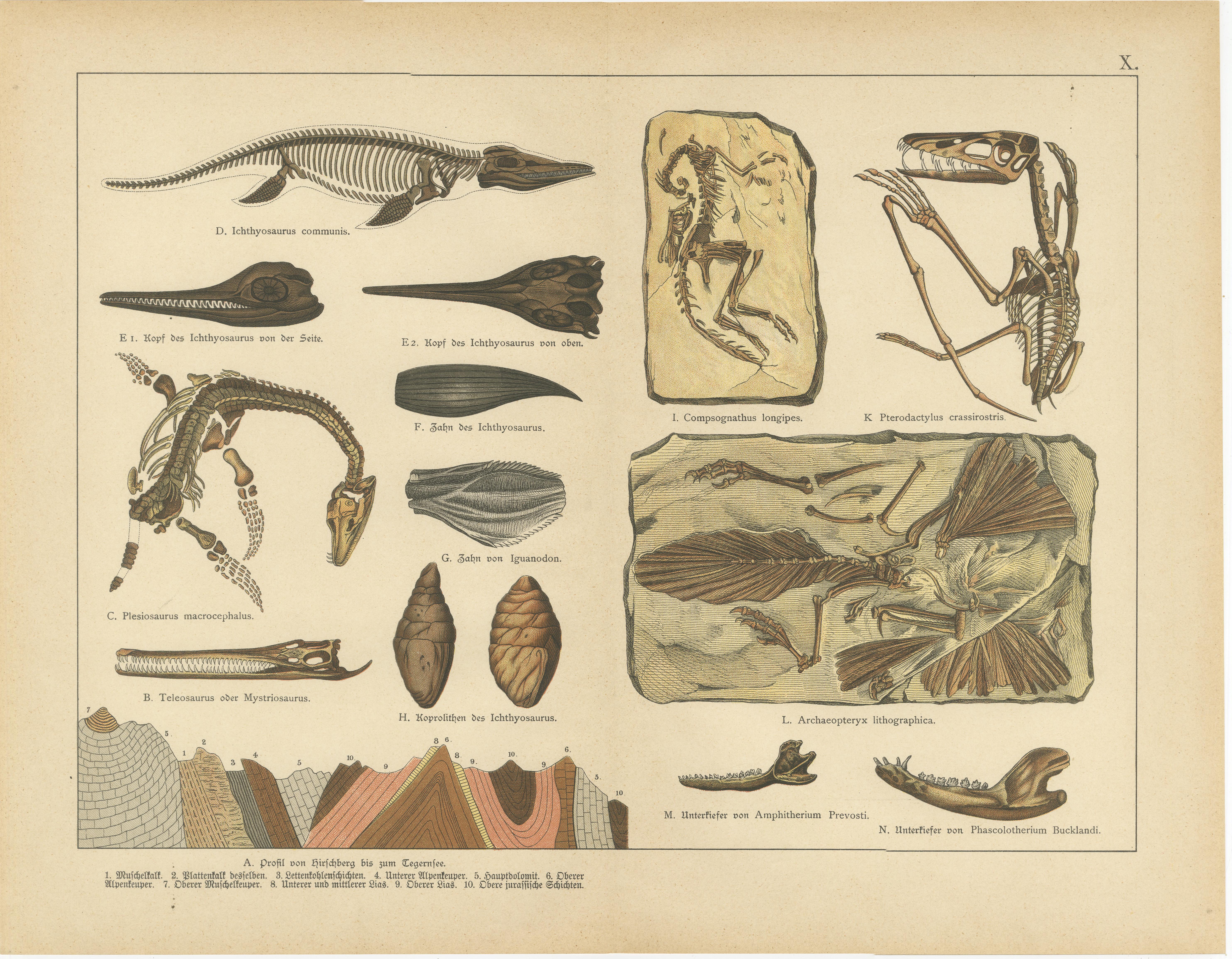 Tedesco Piastre di fossili antiche - Ammoniti, Ichthyosaurus, Archaeopteryx, c.1880 in vendita
