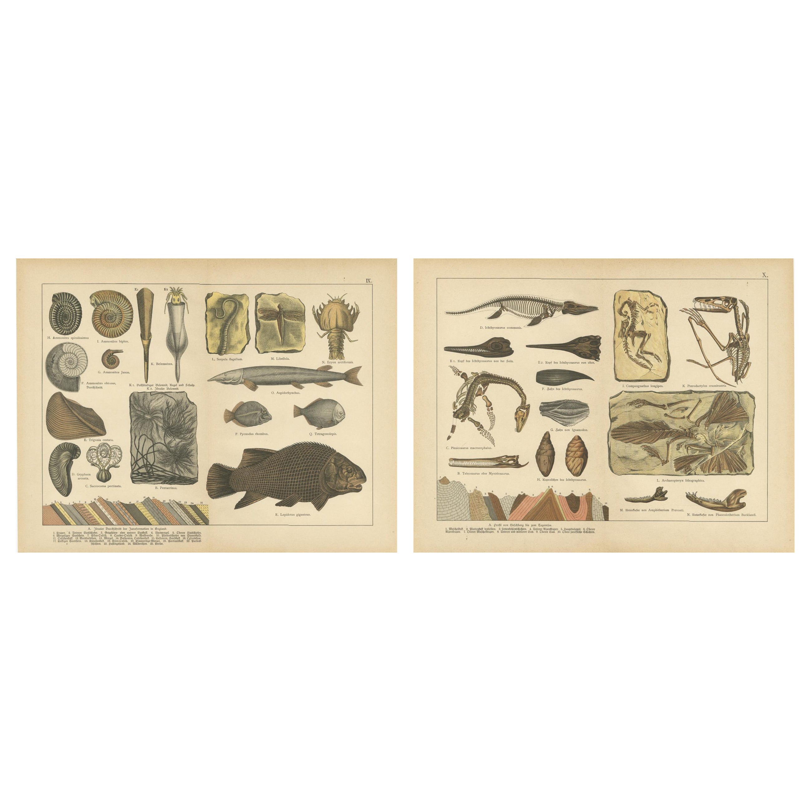 Plaques anciennes de fossiles - Ammonites, Ichthyosaurus, Archaeopteryx, c.1880