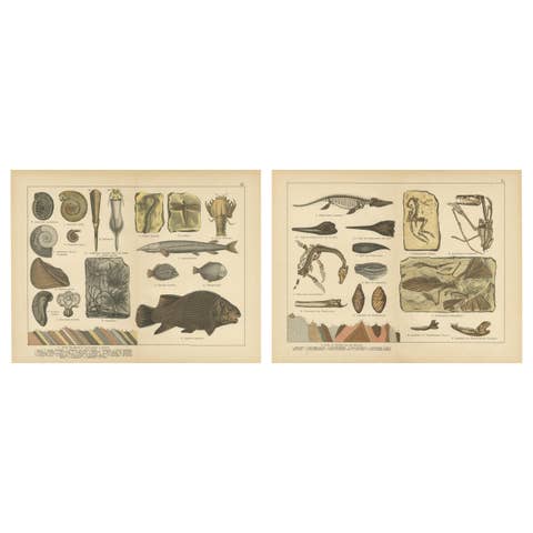 Antique Fossil Plates – Ammonites, Ichthyosaurus, Archaeopteryx, c.1880