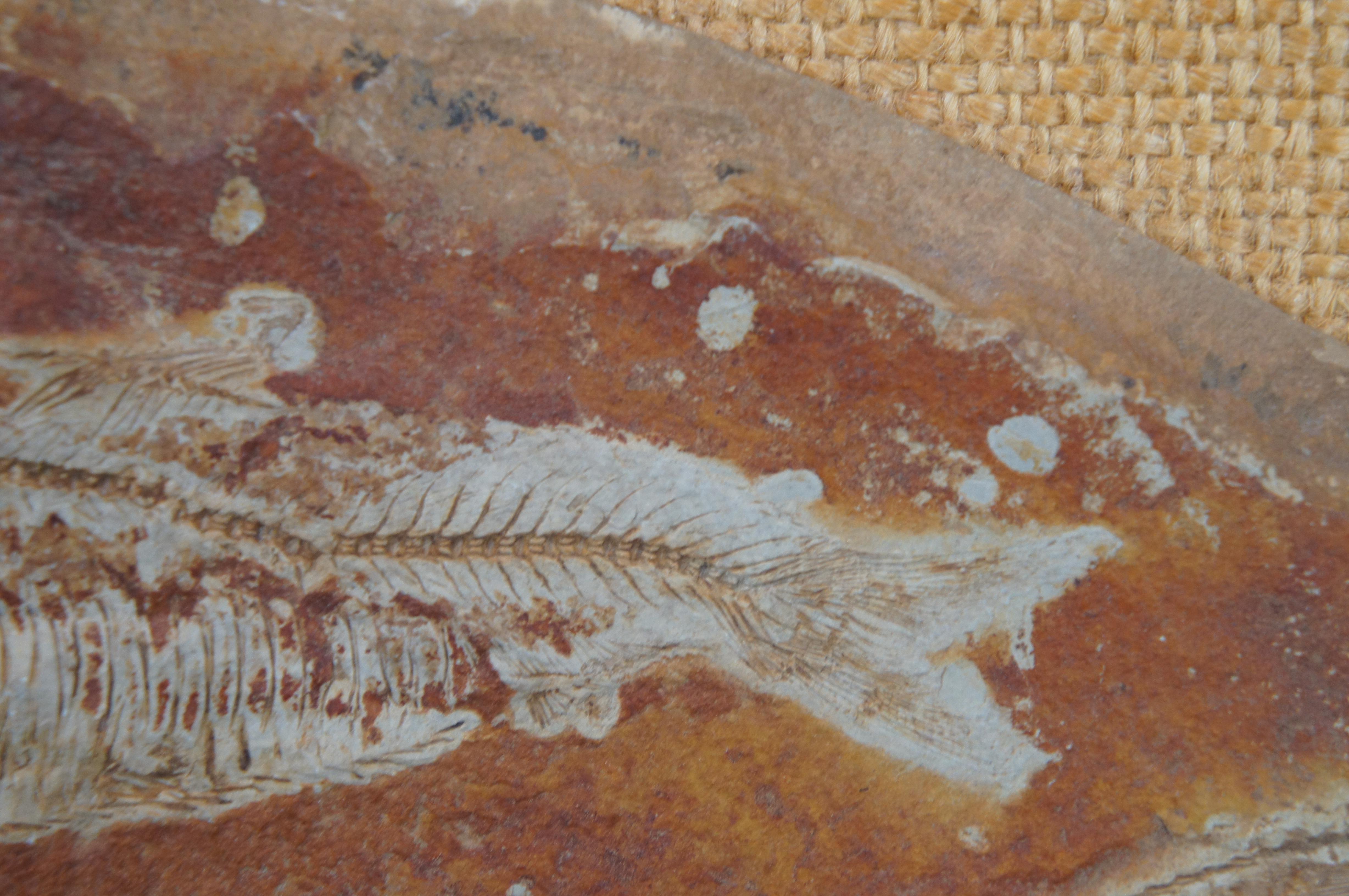 Antique Fossilized Diplomystus Fish Slate Rock Burlap Gold Frame Wyoming 12