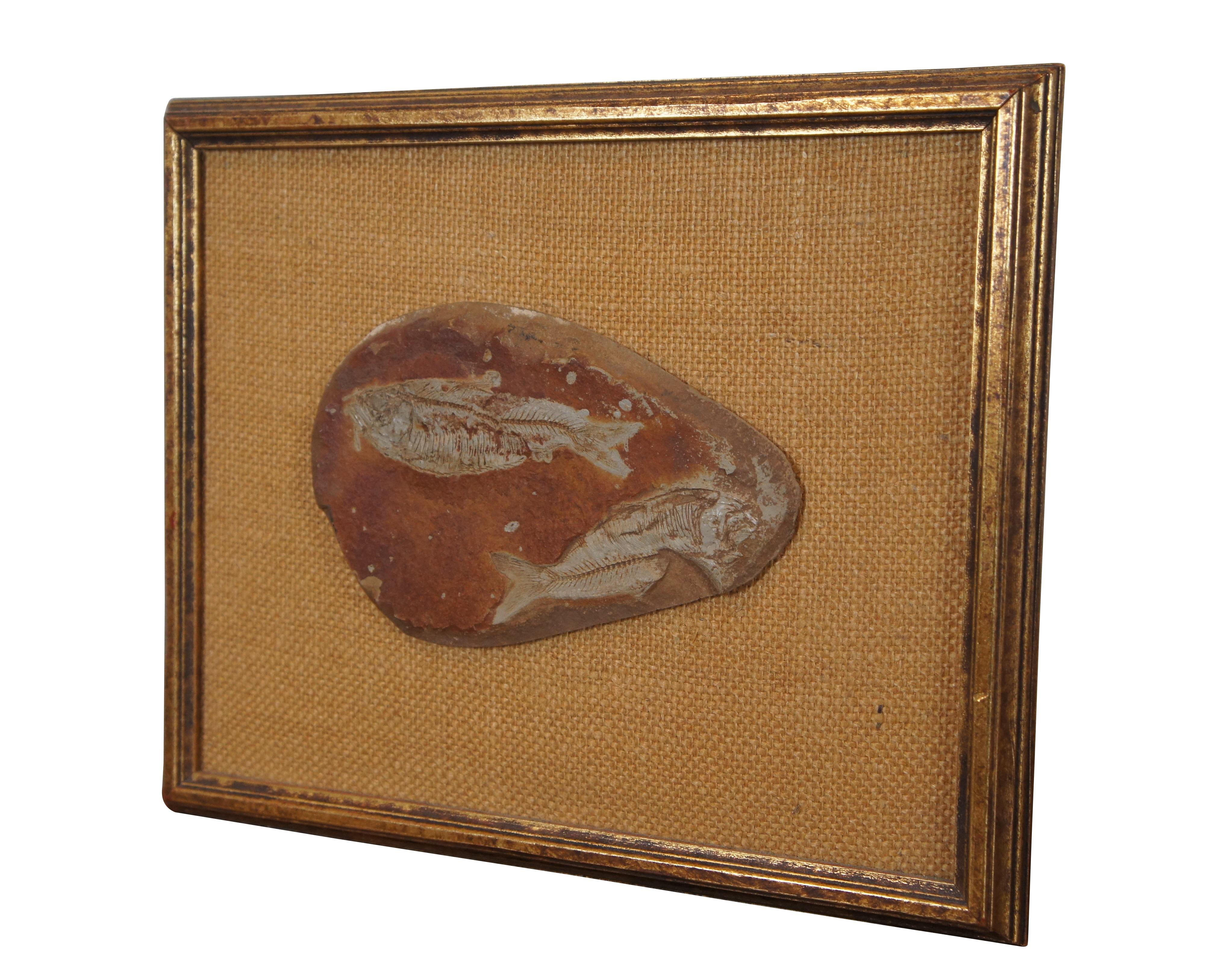 Antique fossilized Diplomystus fishes in slate rock, mounted to burlap, framed in gold circa 1968.

Diplomystus is an extinct genus of freshwater fishy fish clupeomorph fish distantly related to modern-day extant herrings, alewives, and sardines.