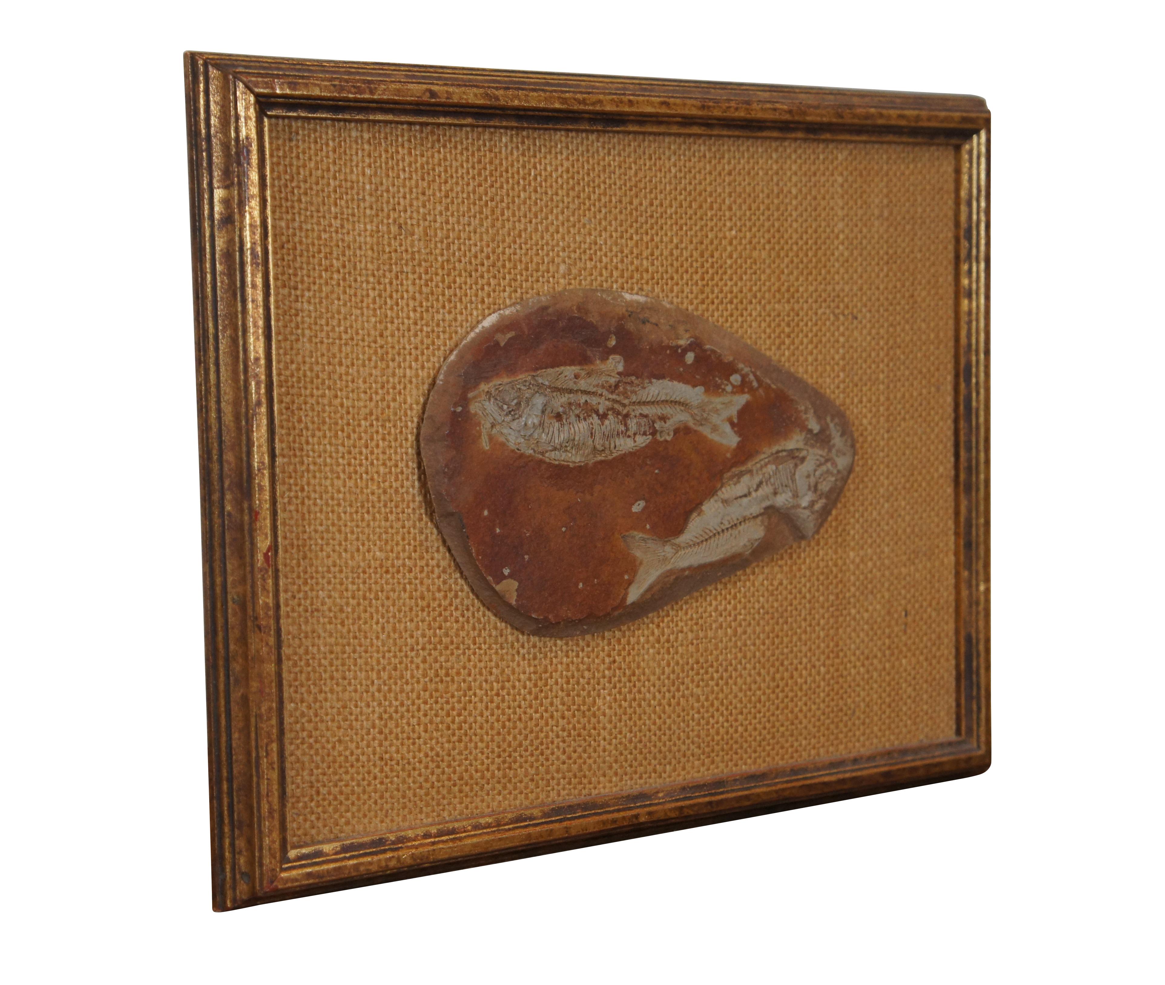 Antique Fossilized Diplomystus Fish Slate Rock Burlap Gold Frame Wyoming 12