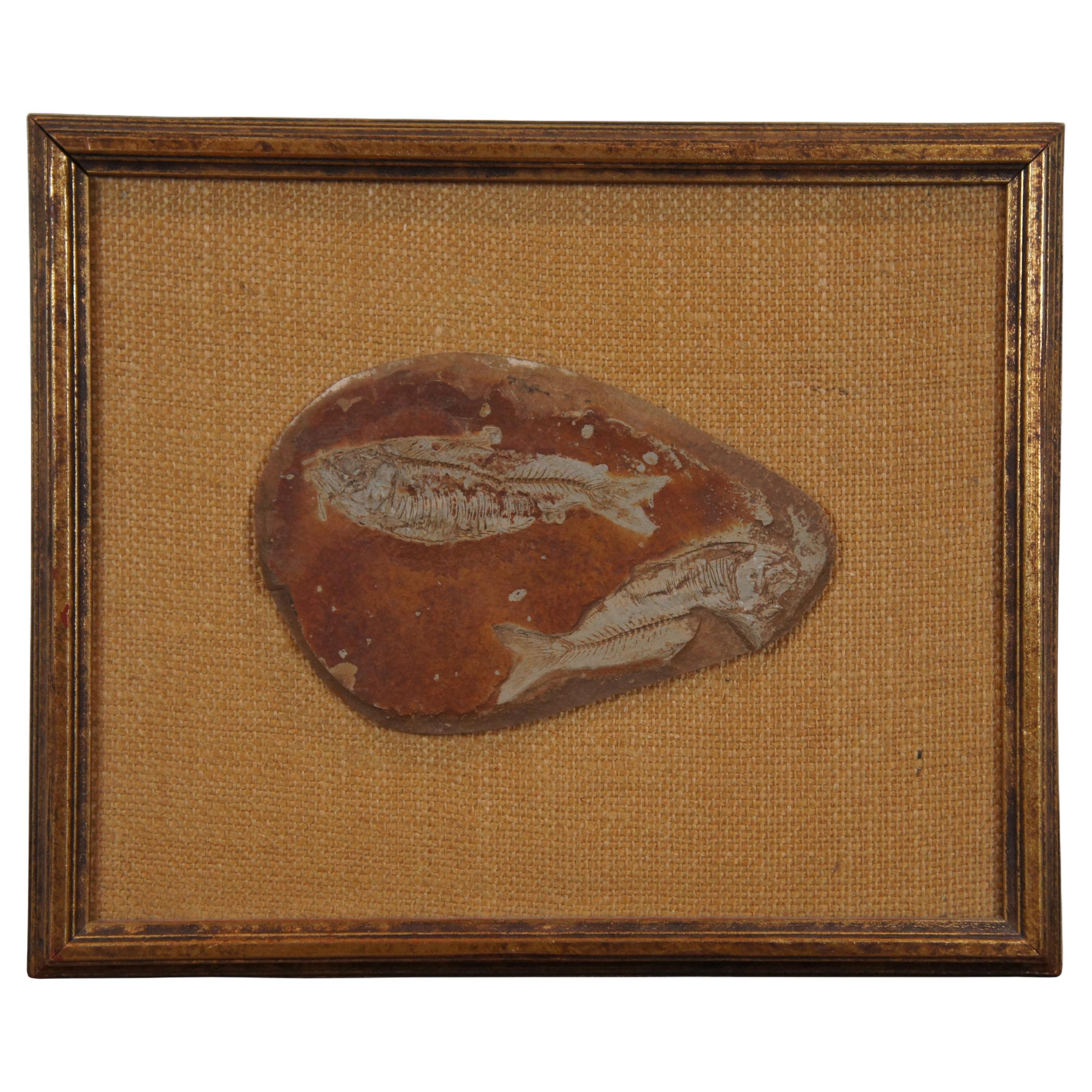 Antique Fossilized Diplomystus Fish Slate Rock Burlap Gold Frame Wyoming 12" For Sale