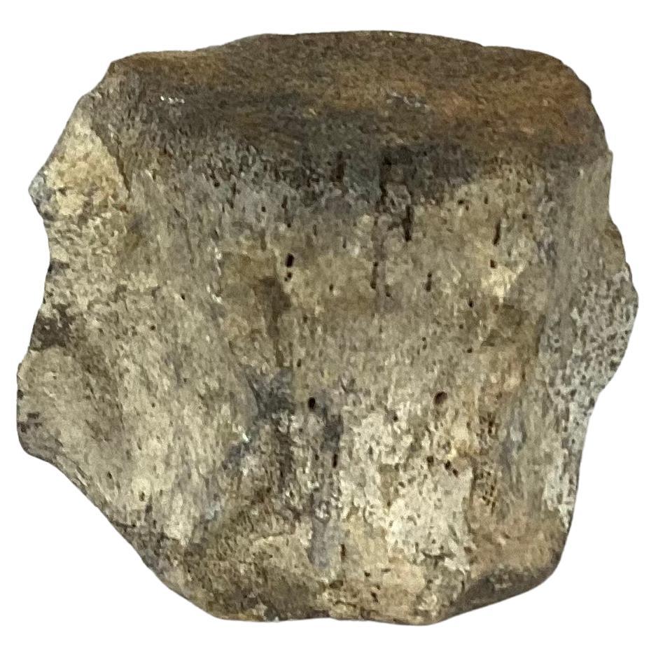 Natural weathered antique Fossilized Whale Vertebrae. One section / specimen. Likely 19th century.
