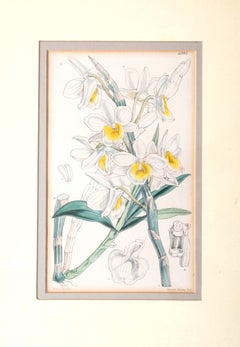 Antike gerahmte Original-Botanische Lithographie (Himalaya Orchidee) W. H. Fitch 1857