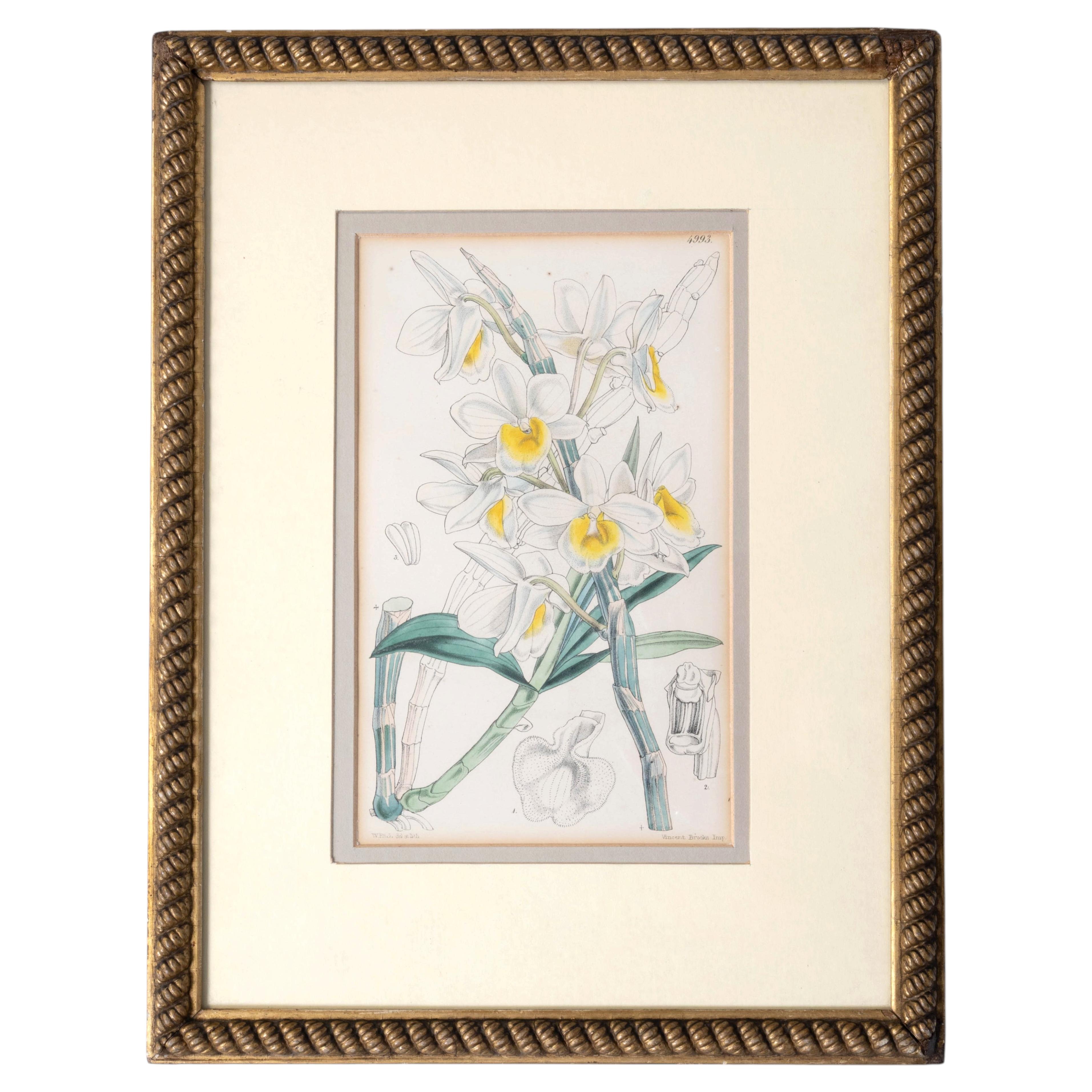 Antique Framed Original Botanical Lithograph (Himalayan Orchid) W. H. Fitch 1857