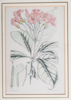 Antique Framed Original Botanical Lithograph Walter Hood Fitch 1854