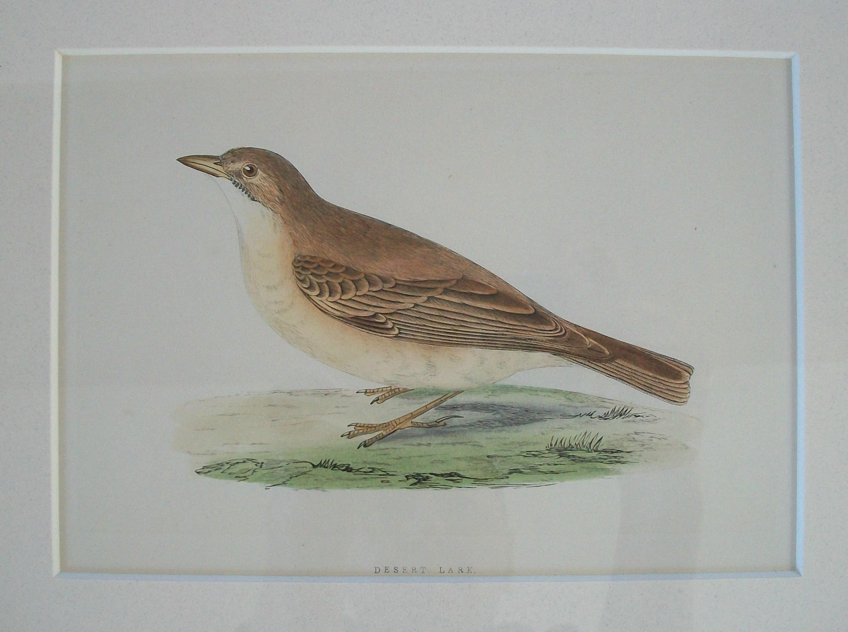 Antiker gerahmter Satz von handkolorierten ornithologischen Stichen - C.K. - ca. 1837-67 (Britisch) im Angebot