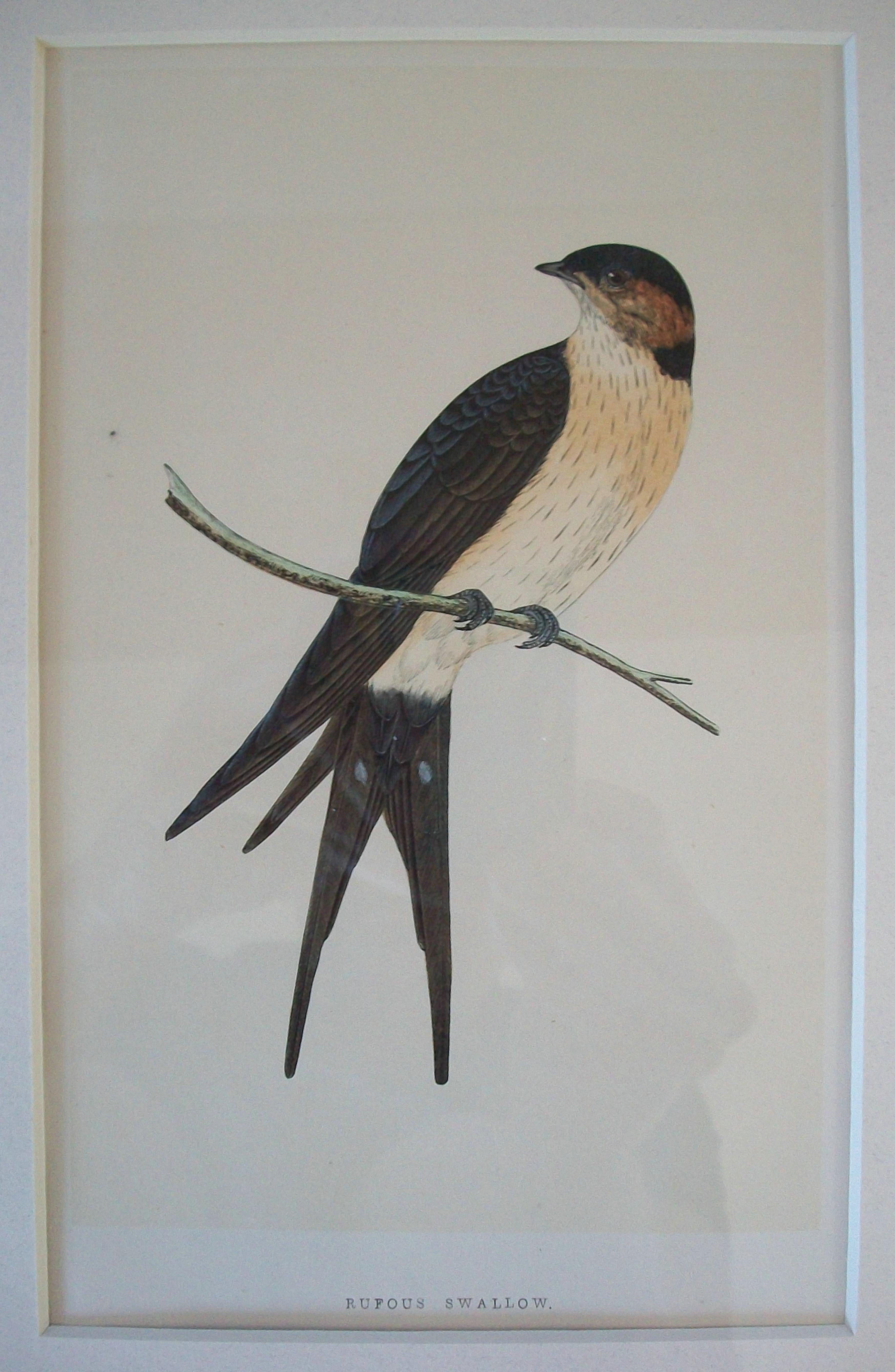 Antiker gerahmter Satz von handkolorierten ornithologischen Stichen - C.K. - ca. 1837-67 im Angebot 5