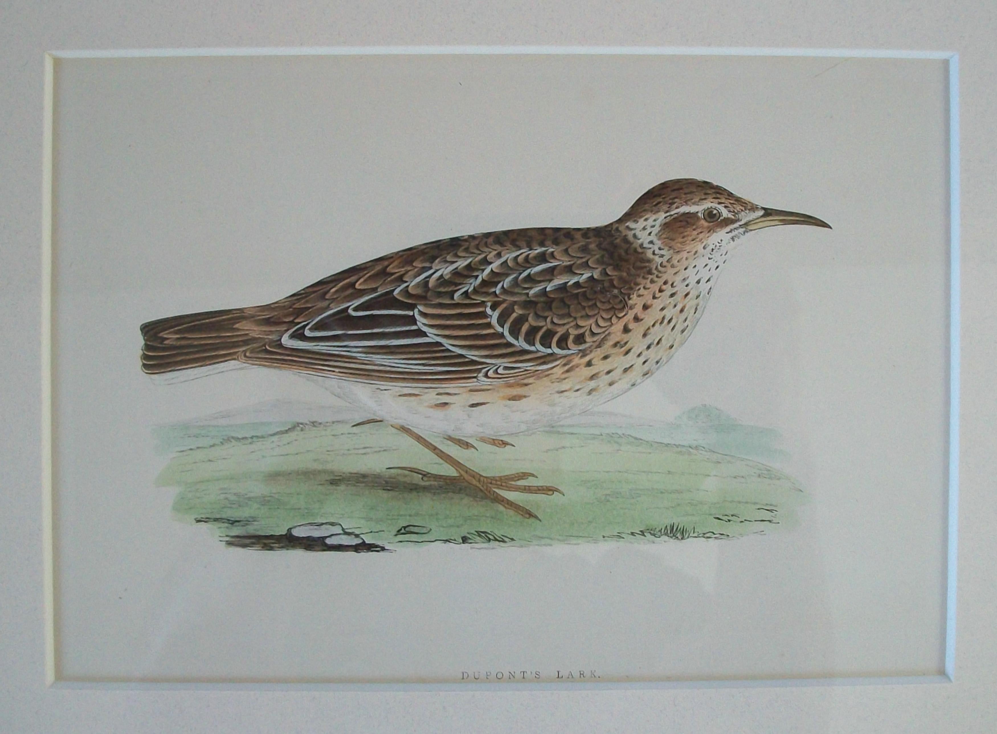 Antiker gerahmter Satz von handkolorierten ornithologischen Stichen - C.K. - ca. 1837-67 (Viktorianisch) im Angebot