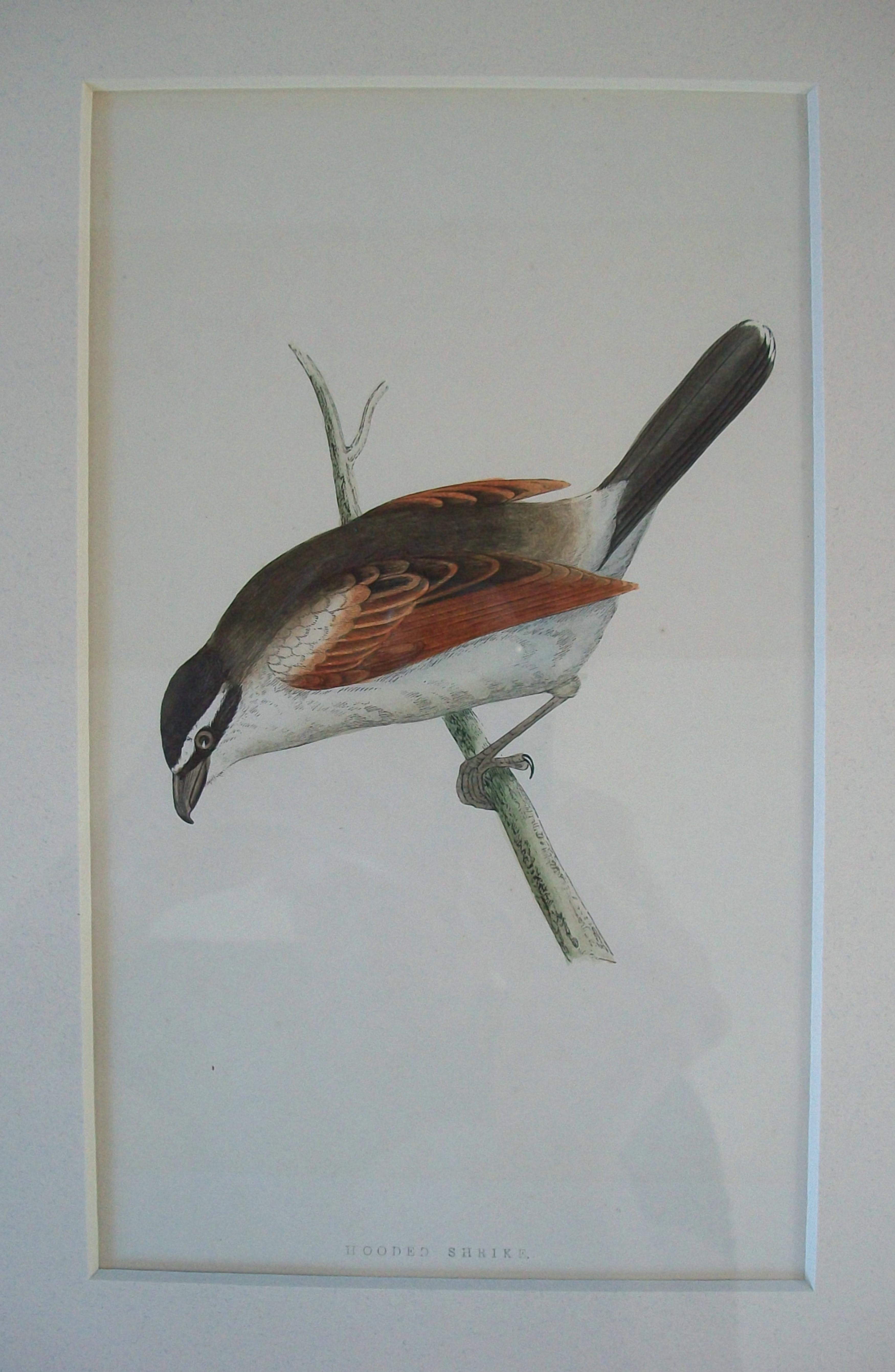 Antiker gerahmter Satz von handkolorierten ornithologischen Stichen - C.K. - ca. 1837-67 (19. Jahrhundert) im Angebot