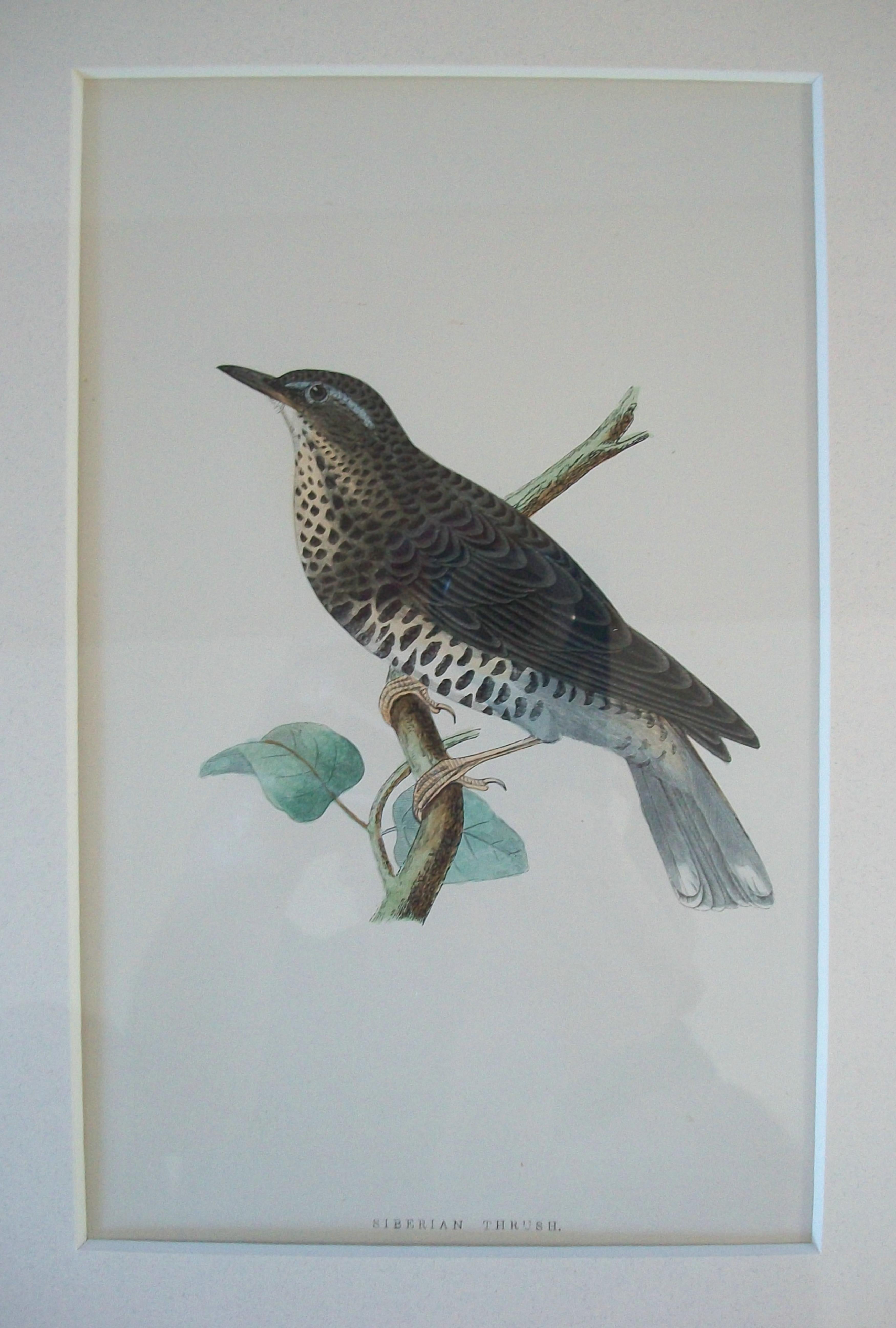 Antiker gerahmter Satz von handkolorierten ornithologischen Stichen - C.K. - ca. 1837-67 im Angebot 2