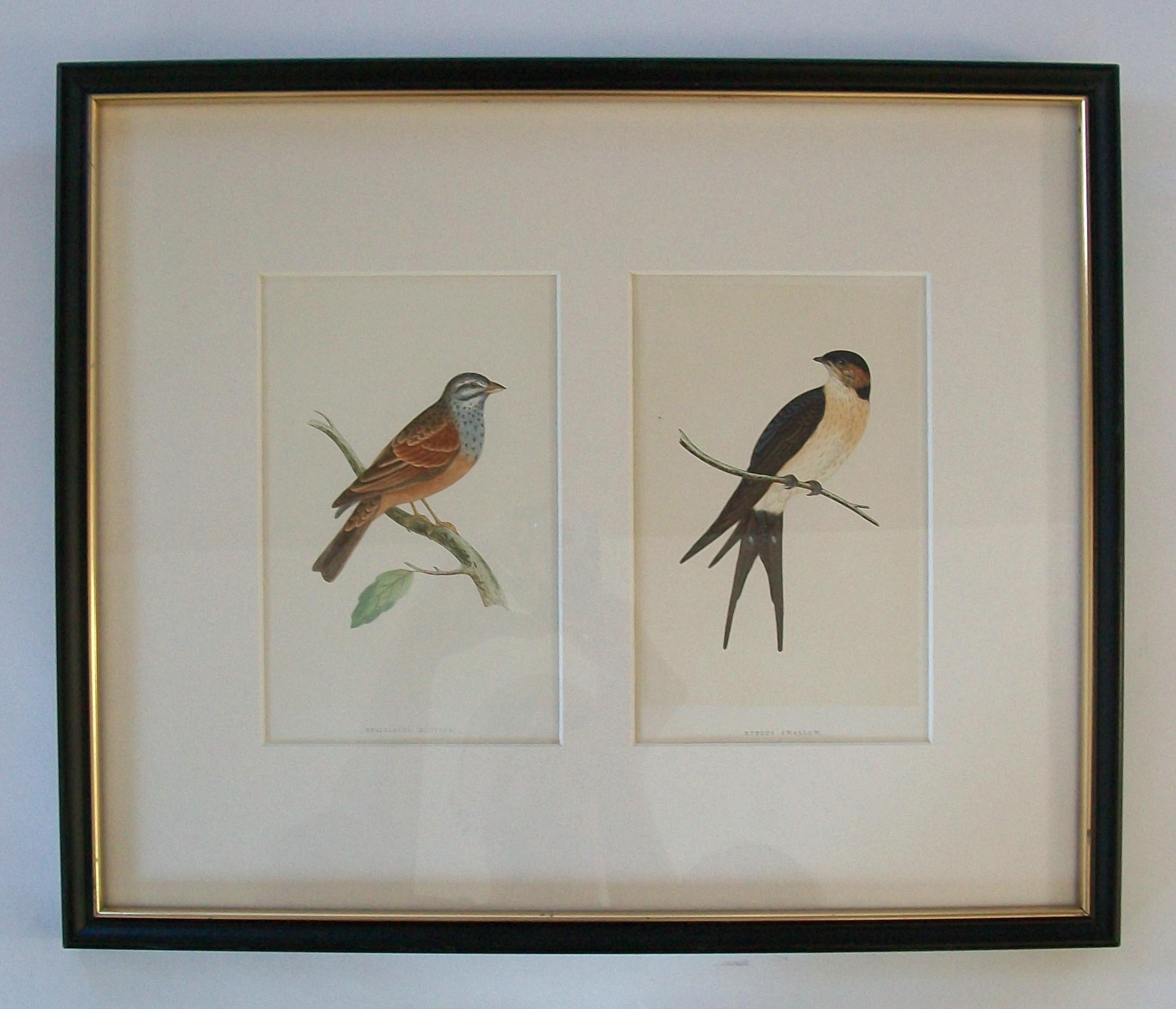 Antiker gerahmter Satz von handkolorierten ornithologischen Stichen - C.K. - ca. 1837-67 im Angebot 4