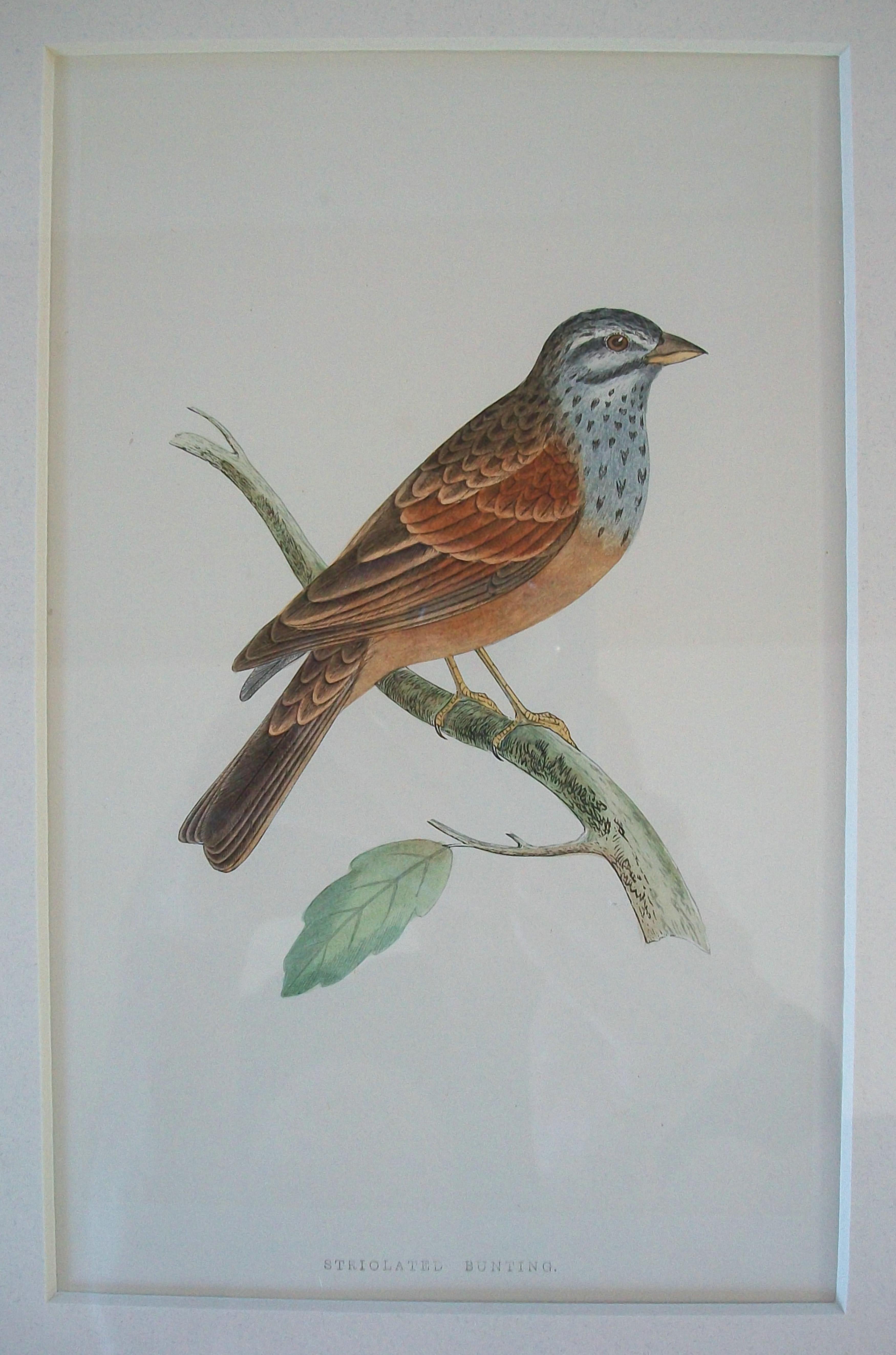 Antiker gerahmter Satz von handkolorierten ornithologischen Stichen - C.K. - ca. 1837-67 im Angebot 6