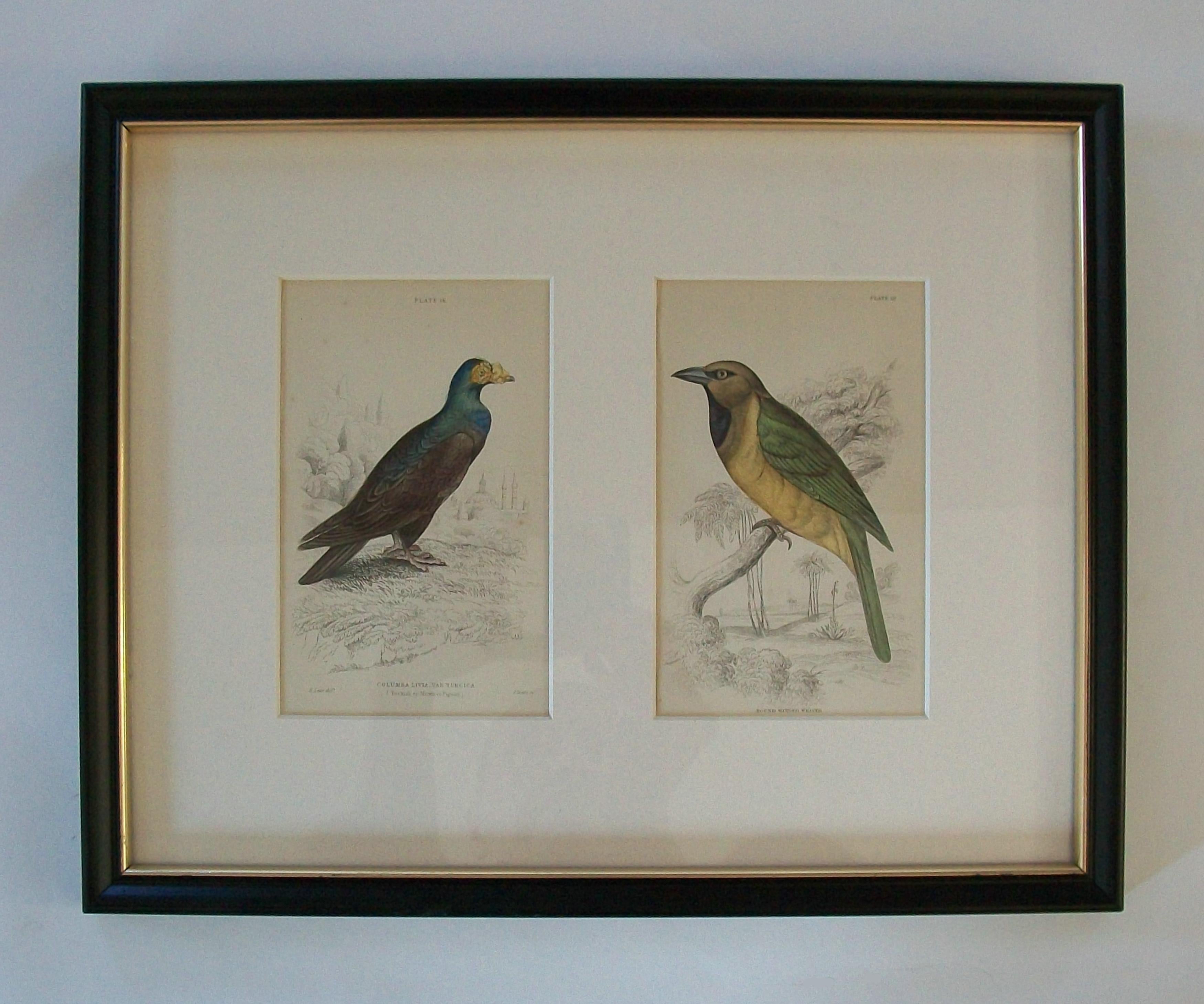Antiker gerahmter Satz von handkolorierten ornithologischen Stichen - C.K. - ca. 1837-67 im Angebot 7