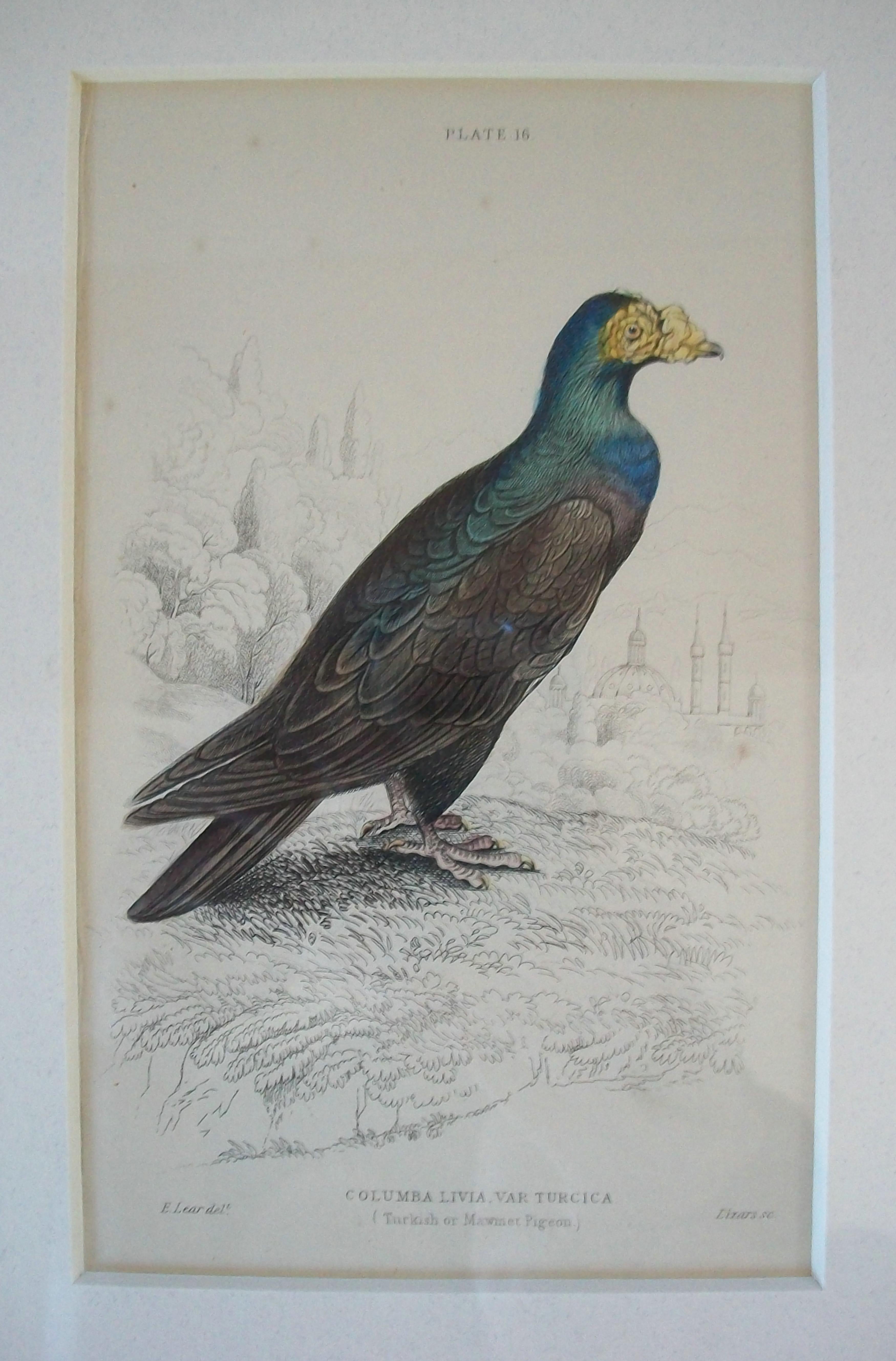 Antiker gerahmter Satz von handkolorierten ornithologischen Stichen - C.K. - ca. 1837-67 im Angebot 9
