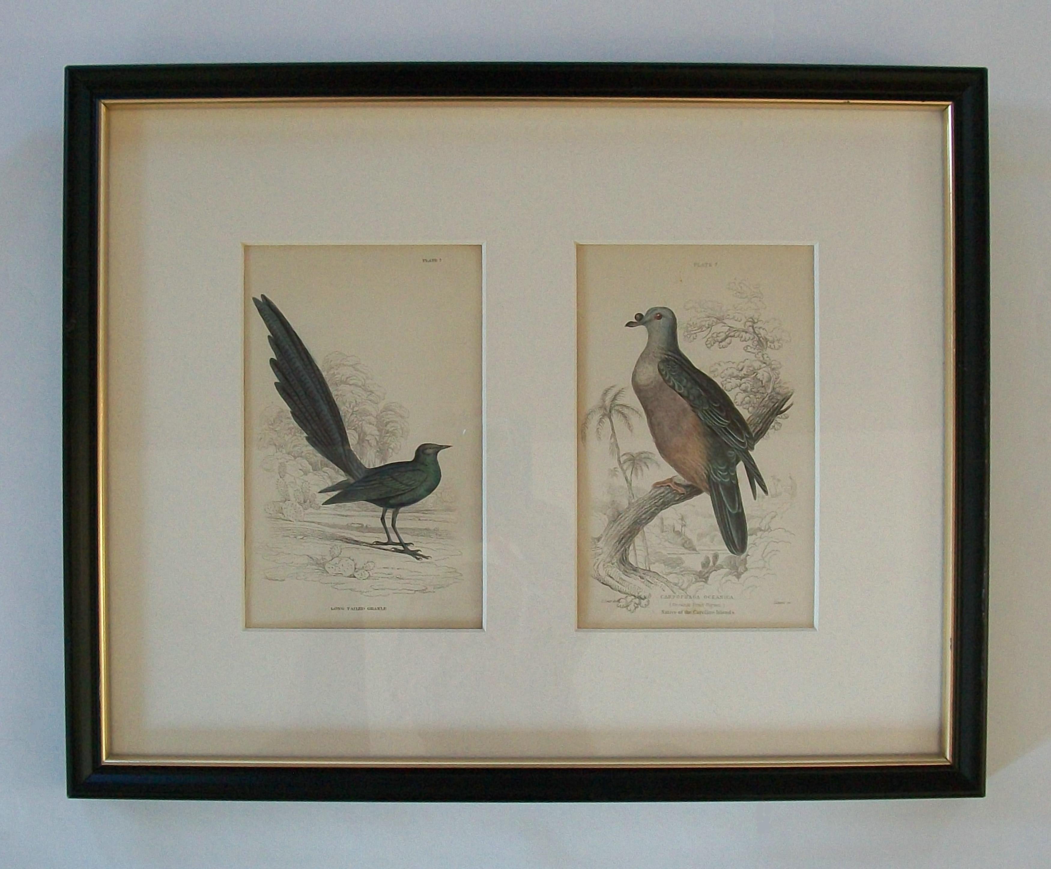 Antiker gerahmter Satz von handkolorierten ornithologischen Stichen - C.K. - ca. 1837-67 im Angebot 10