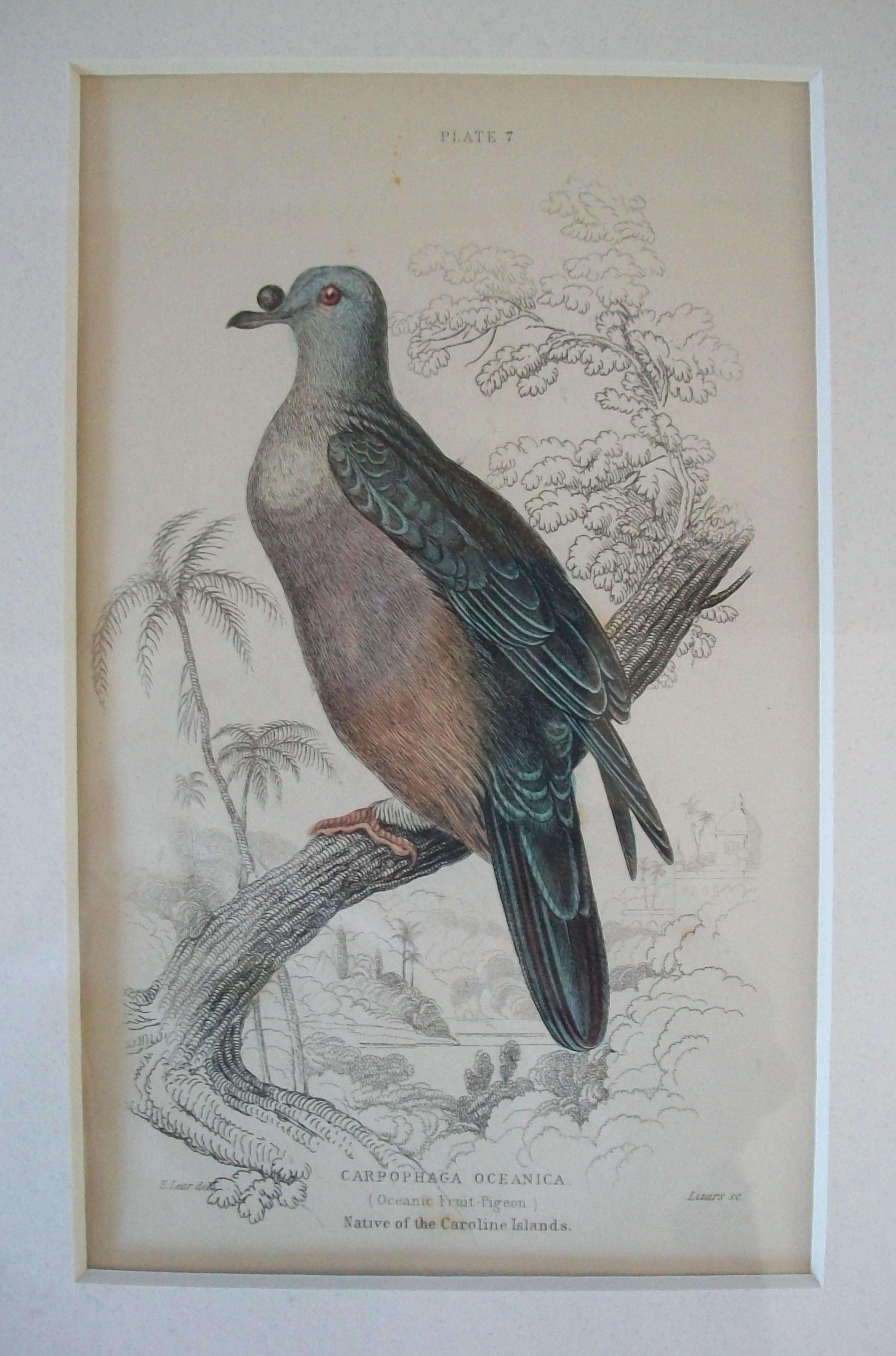 Antiker gerahmter Satz von handkolorierten ornithologischen Stichen - C.K. - ca. 1837-67 im Angebot 11