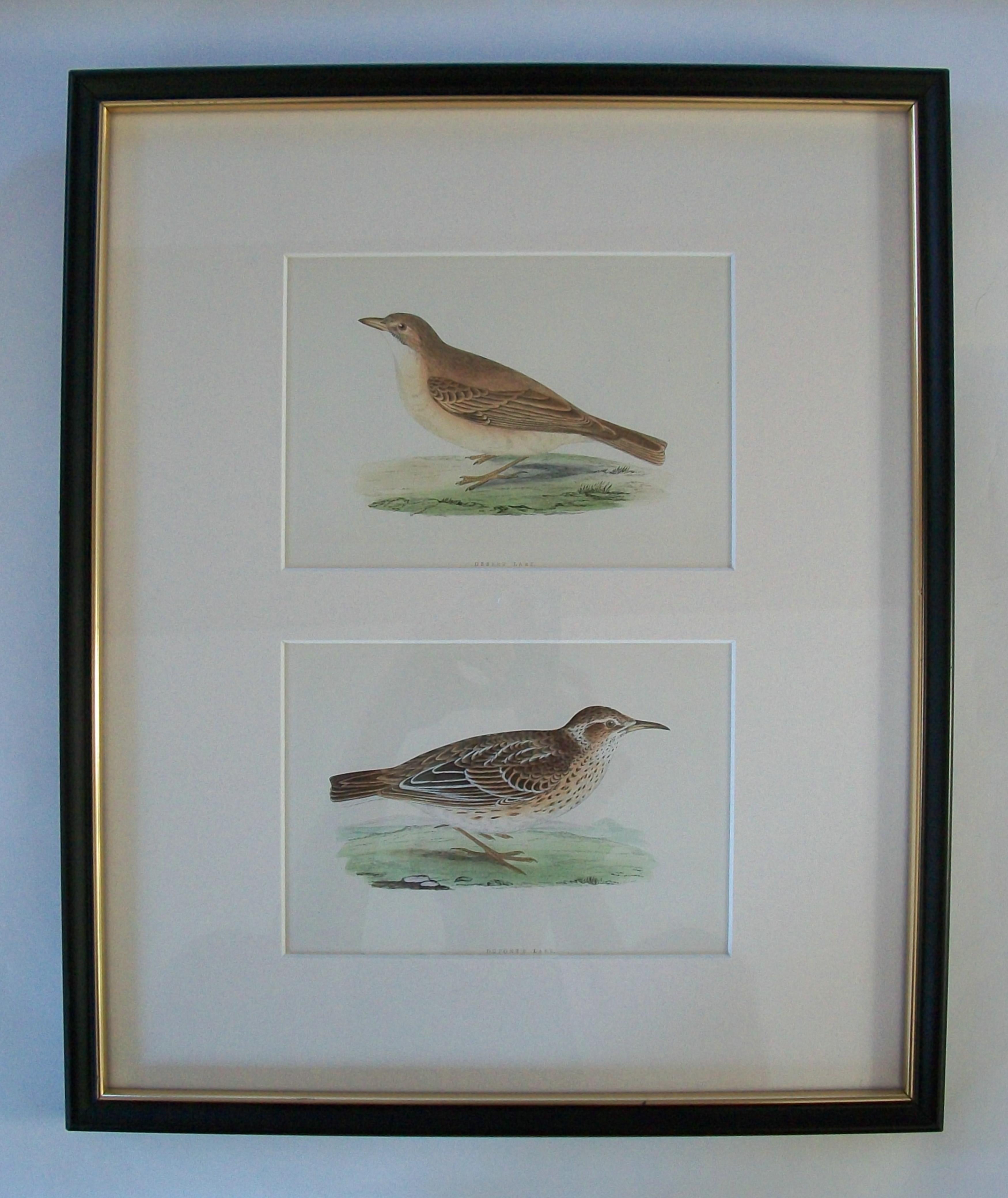 Antike Reihe von sechs Paaren von gerahmten Ornithologische Hand koloriert Stahlstiche auf Papier (zwölf Stiche insgesamt) - jeder Druck betitelt - jeder in der Druck signiert - jedes Paar in Archivierung Rahmung mit einer einzigen Fase kantigen