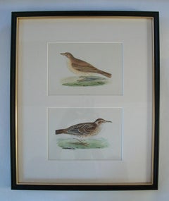 Antique Framed Set of Hand Colored Ornithological Engravings - U.K. - C. 1837-67