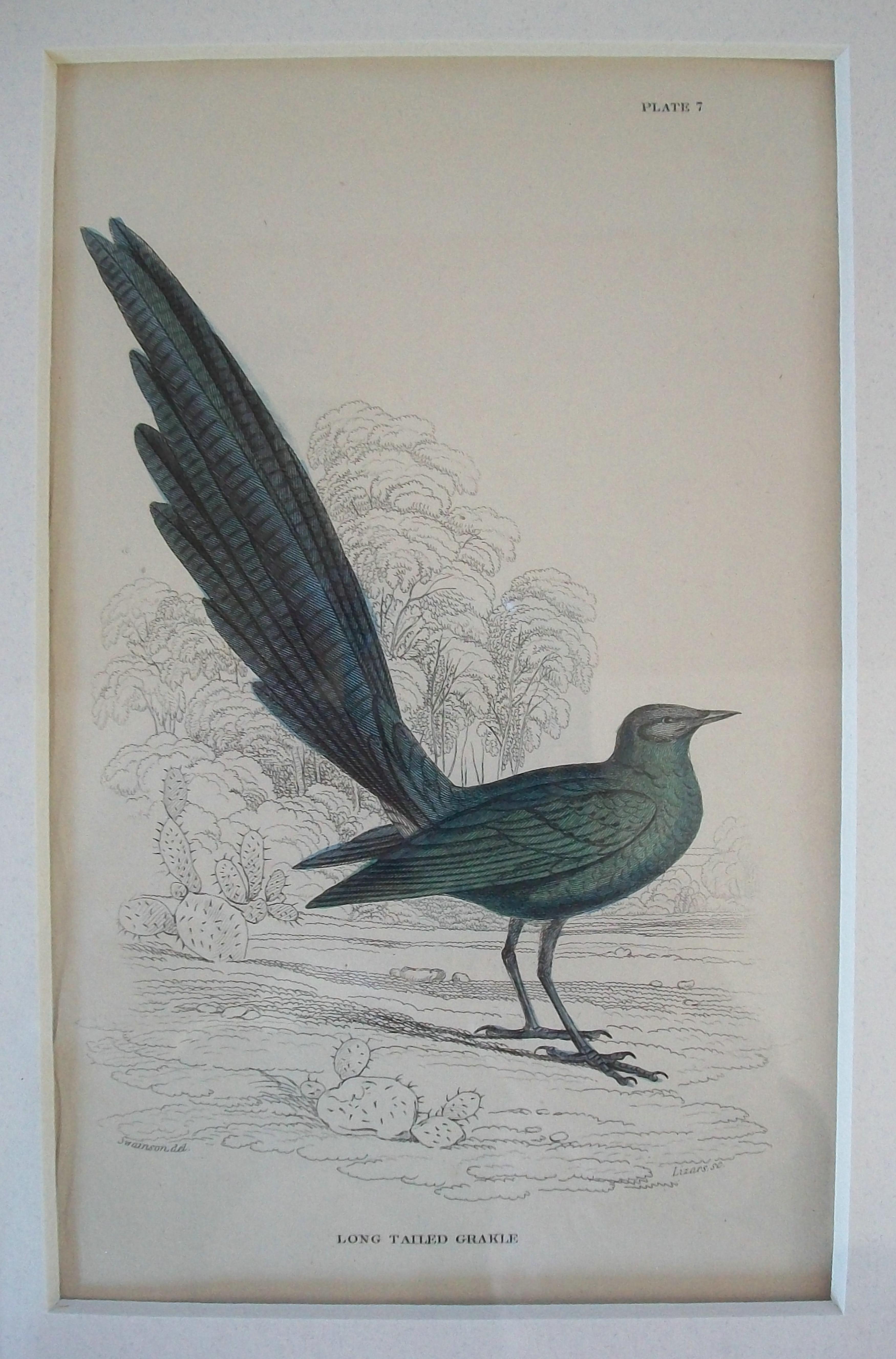 Antiker gerahmter Satz von handkolorierten ornithologischen Stichen - C.K. - ca. 1837-67 im Angebot 12