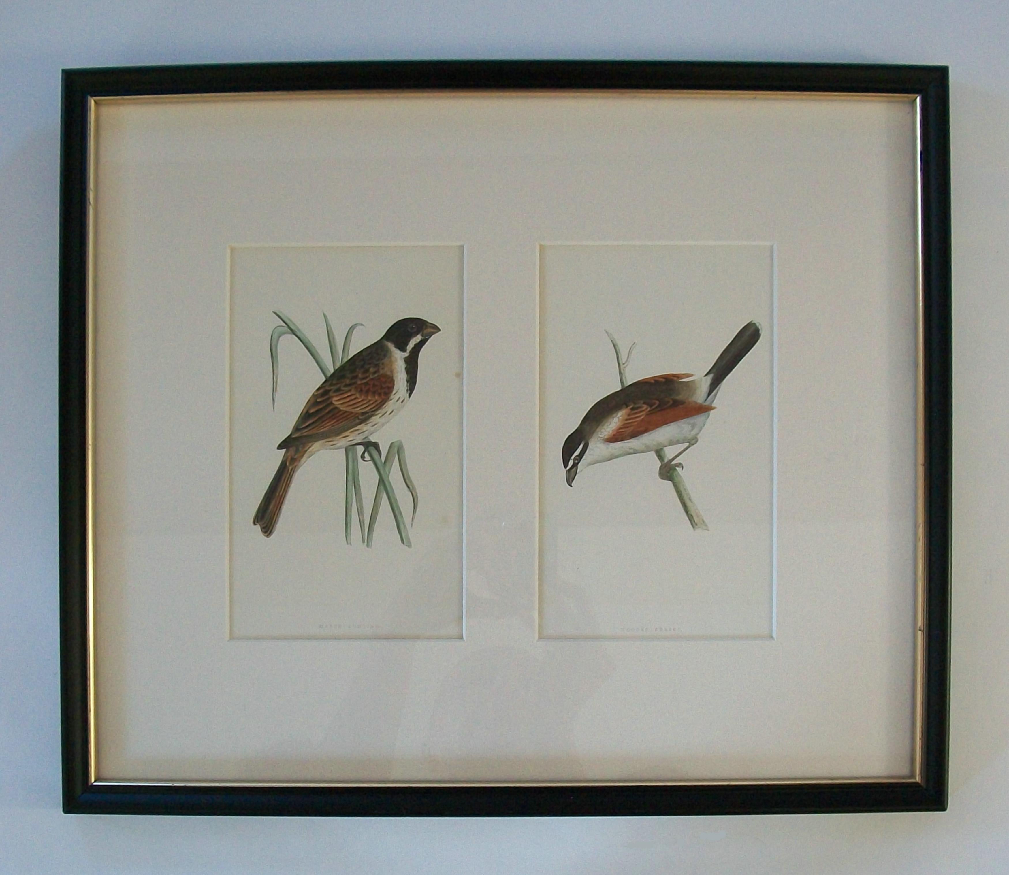 Antiker gerahmter Satz von handkolorierten ornithologischen Stichen - C.K. - ca. 1837-67 im Zustand „Gut“ im Angebot in Chatham, ON