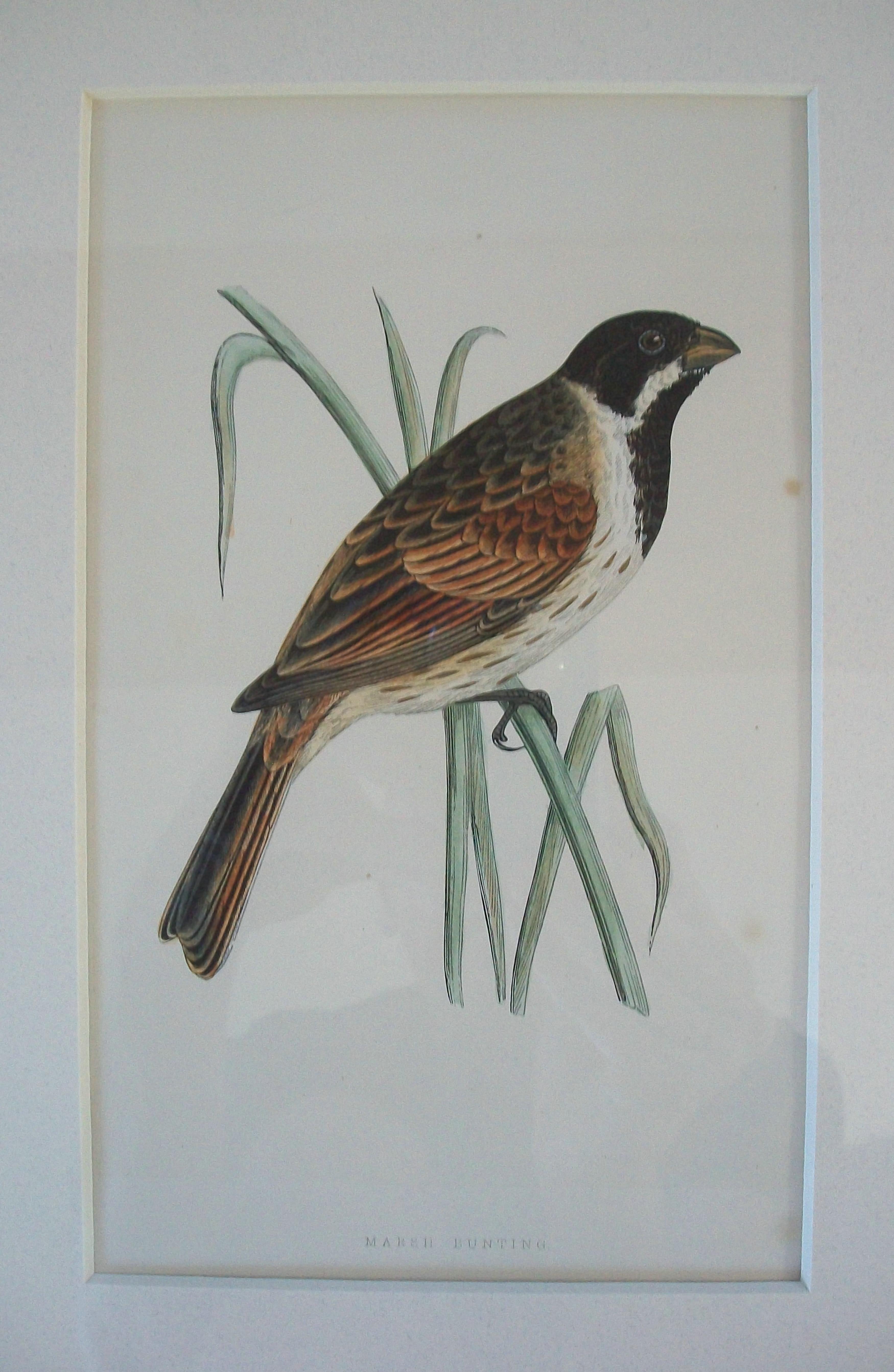Antiker gerahmter Satz von handkolorierten ornithologischen Stichen - C.K. - ca. 1837-67 (Metall) im Angebot
