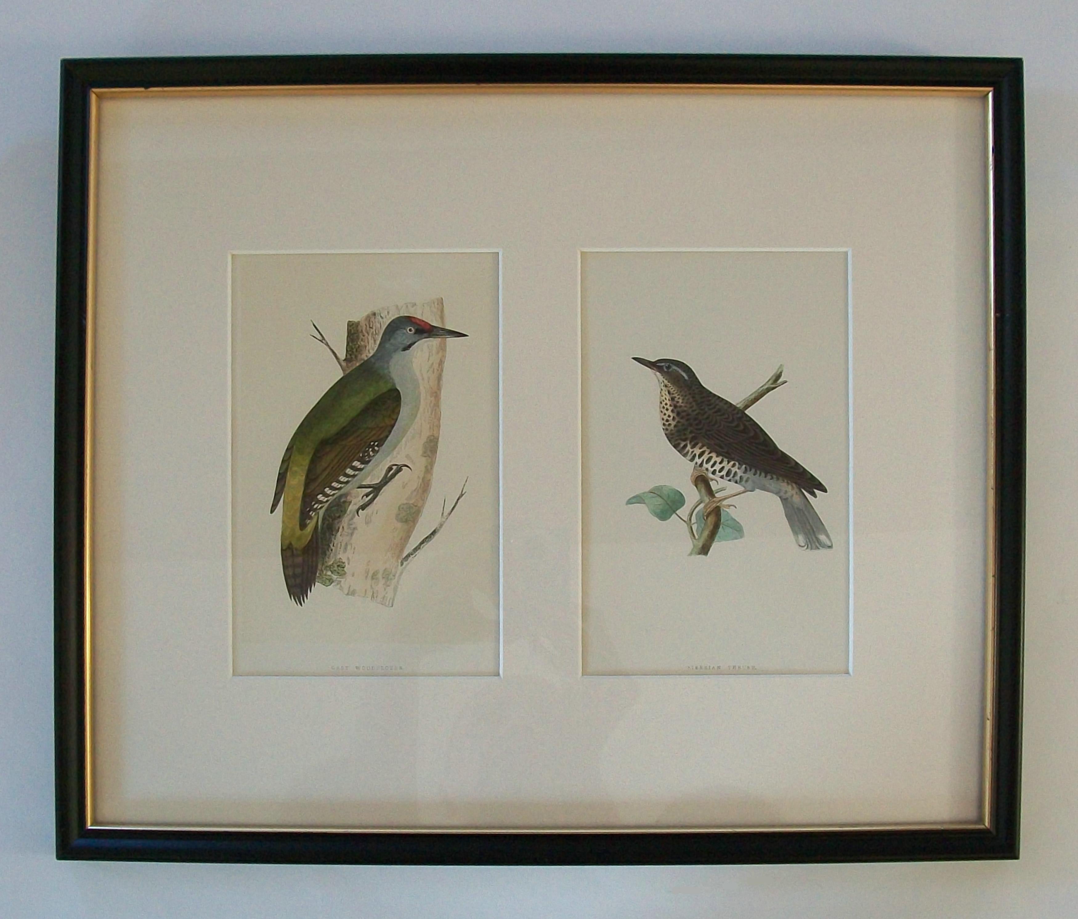 Antiker gerahmter Satz von handkolorierten ornithologischen Stichen - C.K. - ca. 1837-67 im Angebot 1