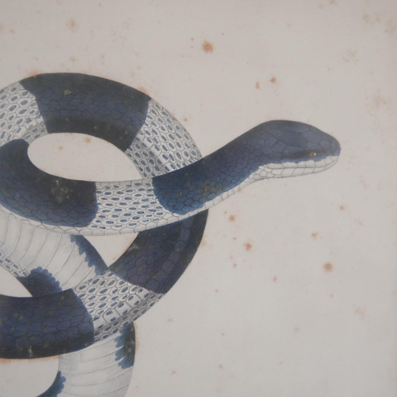19th Century Antique Framed Snake Print 'No.1'