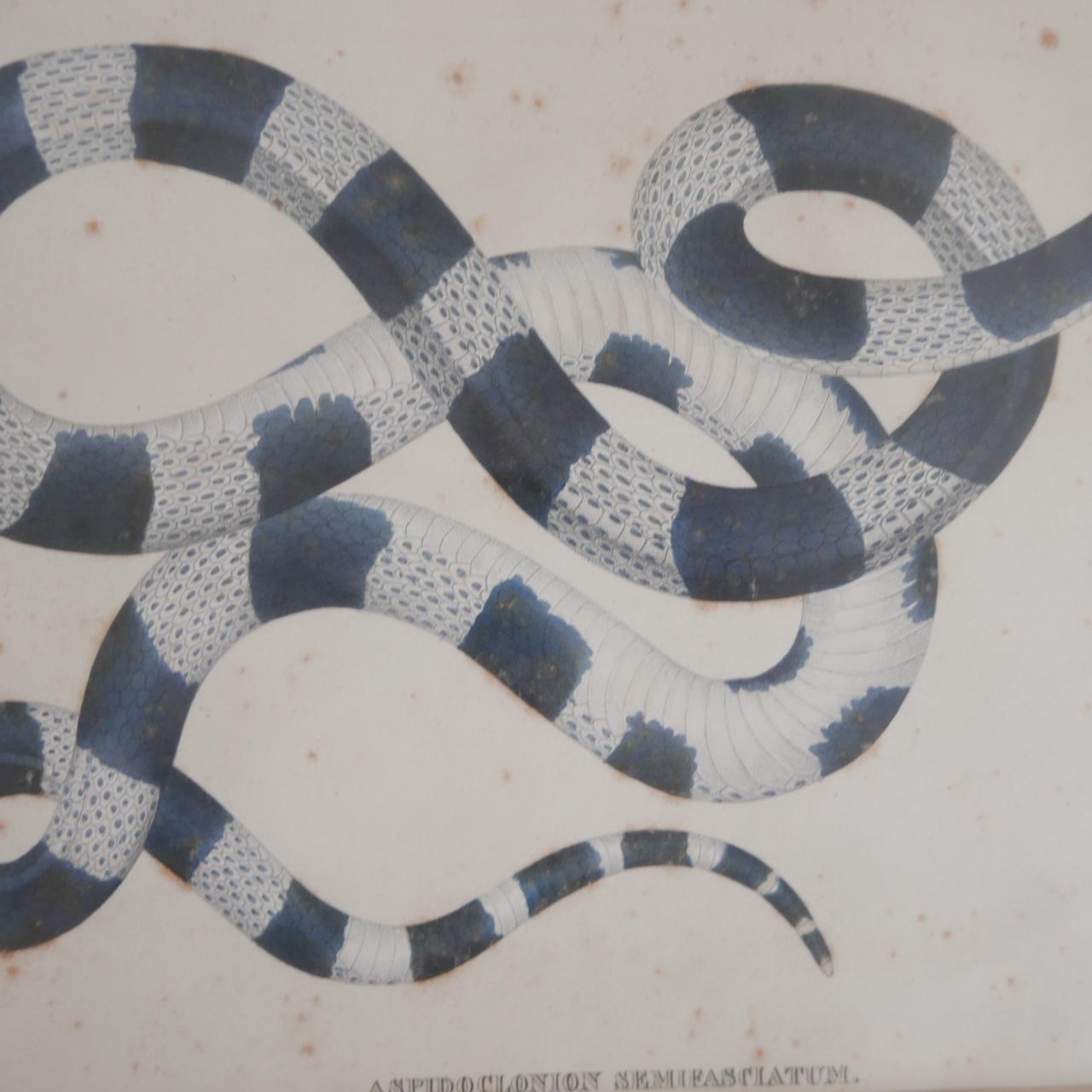 Wood Antique Framed Snake Print 'No.1'
