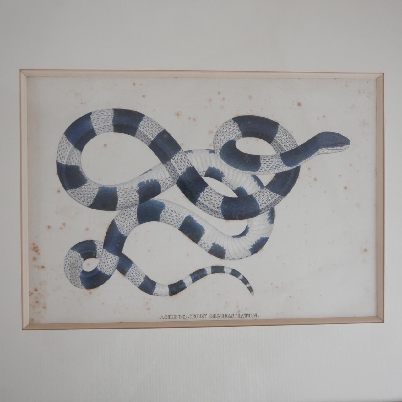 Antique Framed Snake Print 'No.1' 1