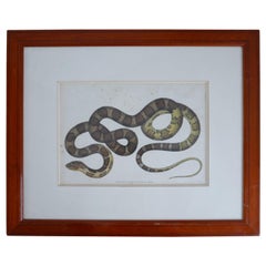 Antique Framed Snake Print 
No.2
