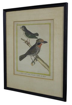 Antique French 18th C. Francois Martinet Colored Tropical Bird Engravings Framed