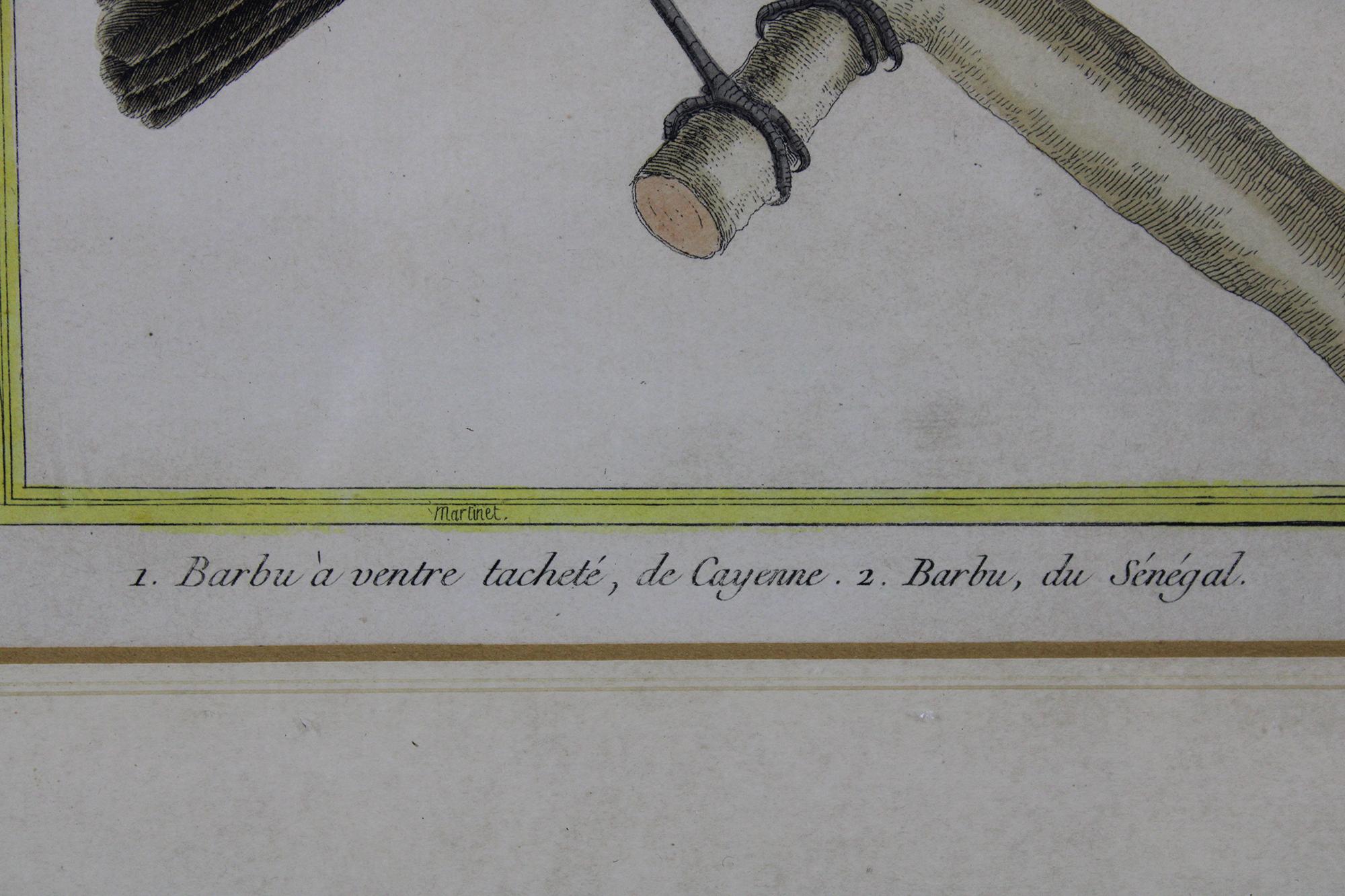 Antike französische bunte tropische Vogelgravuren, gerahmt, Francois Martinet, 18. Jahrhundert im Angebot 1