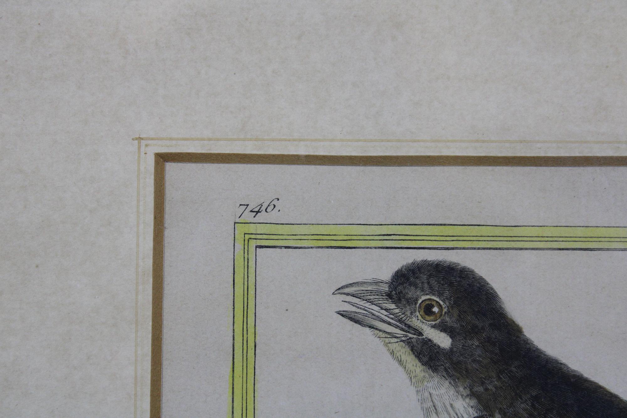 Paper Antique French 18th C. Francois Martinet Colored Tropical Bird Engravings Framed For Sale