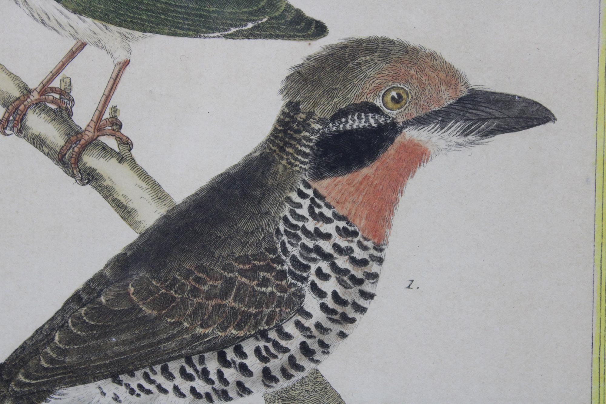 Antike französische bunte tropische Vogelgravuren, gerahmt, Francois Martinet, 18. Jahrhundert im Angebot 3