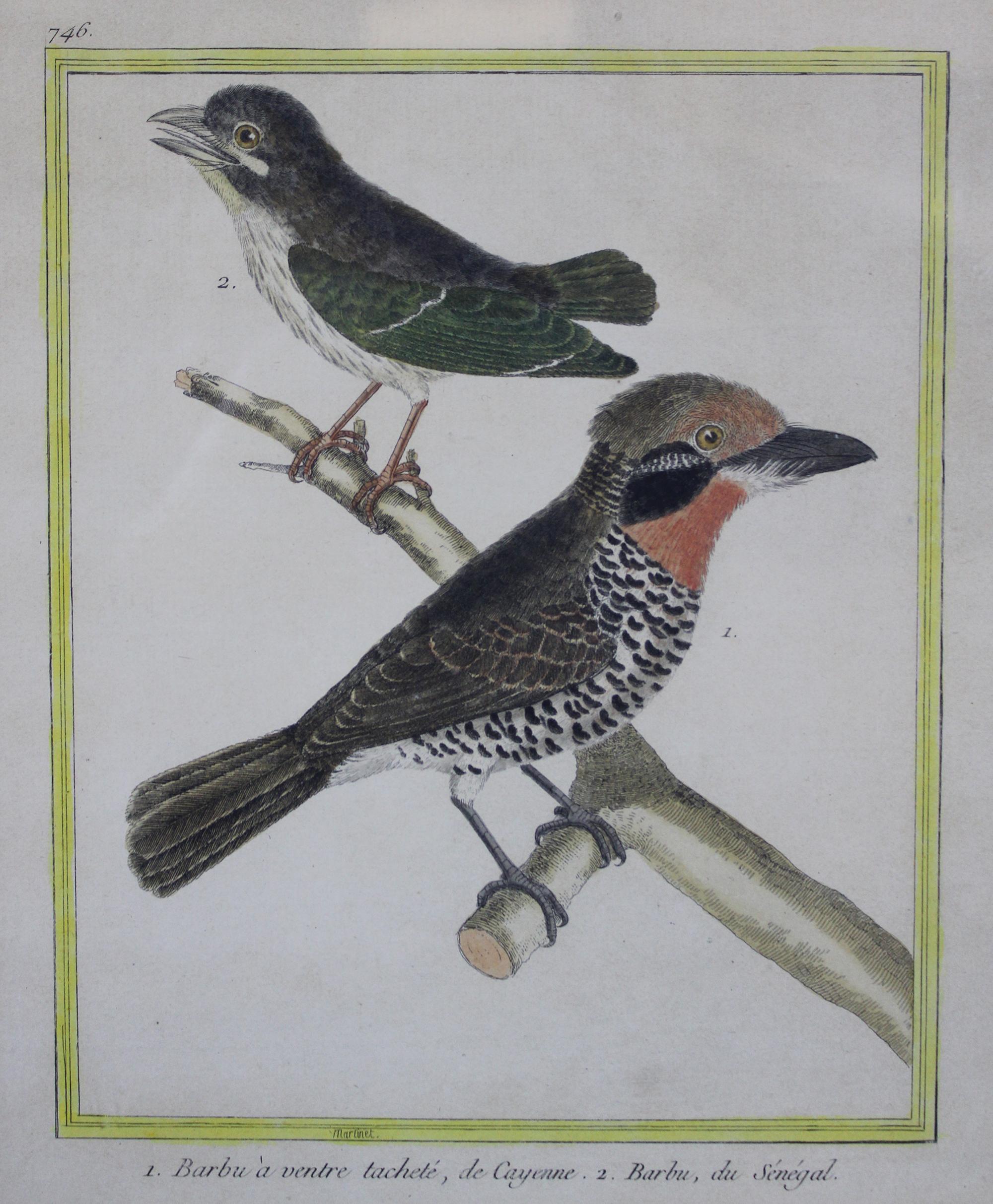 Antique French 18th C. Francois Martinet Colored Tropical Bird Engravings Framed For Sale 2