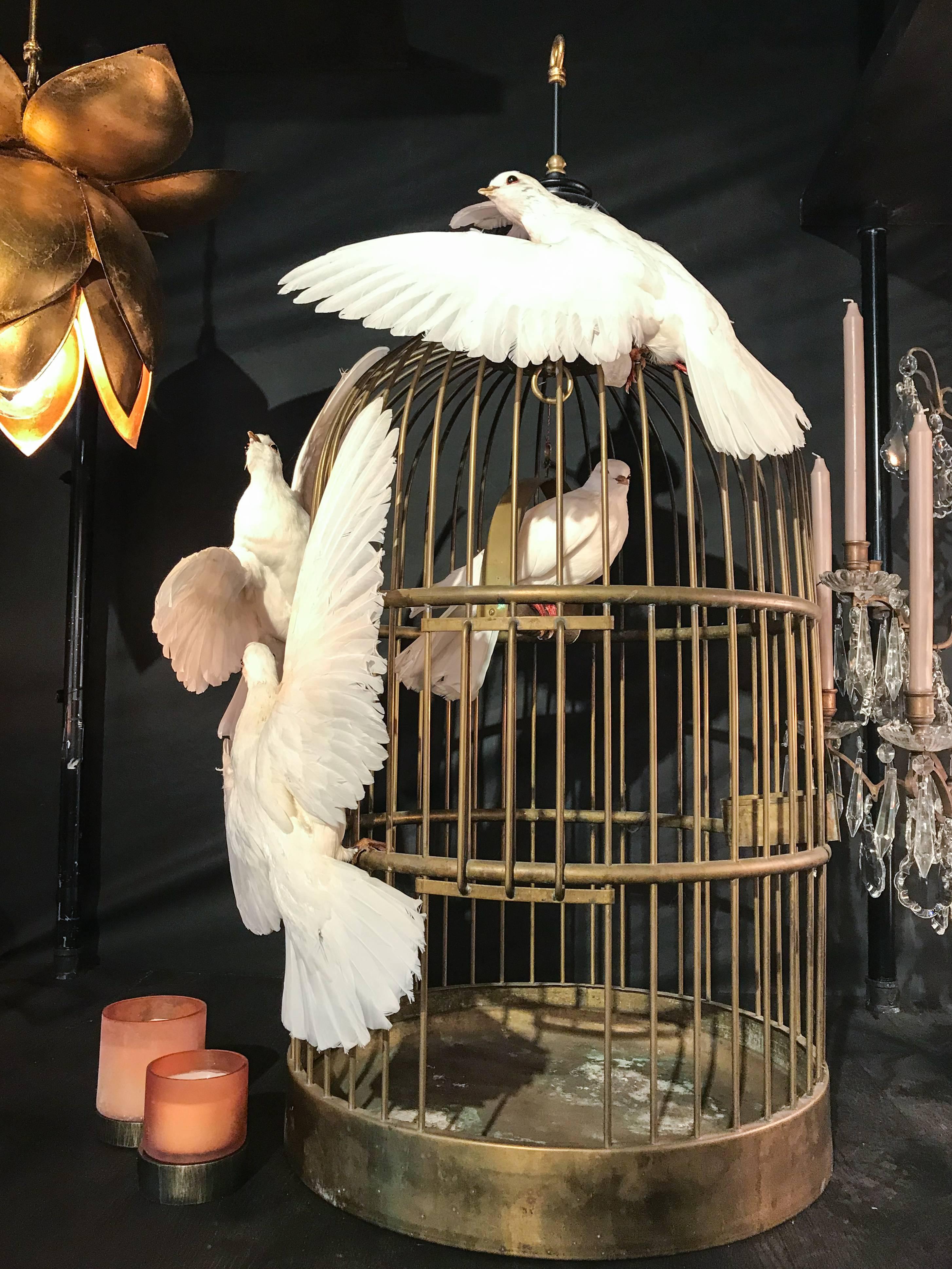 Antique French Birdcage & Taxidermy Dove Sculpture 6