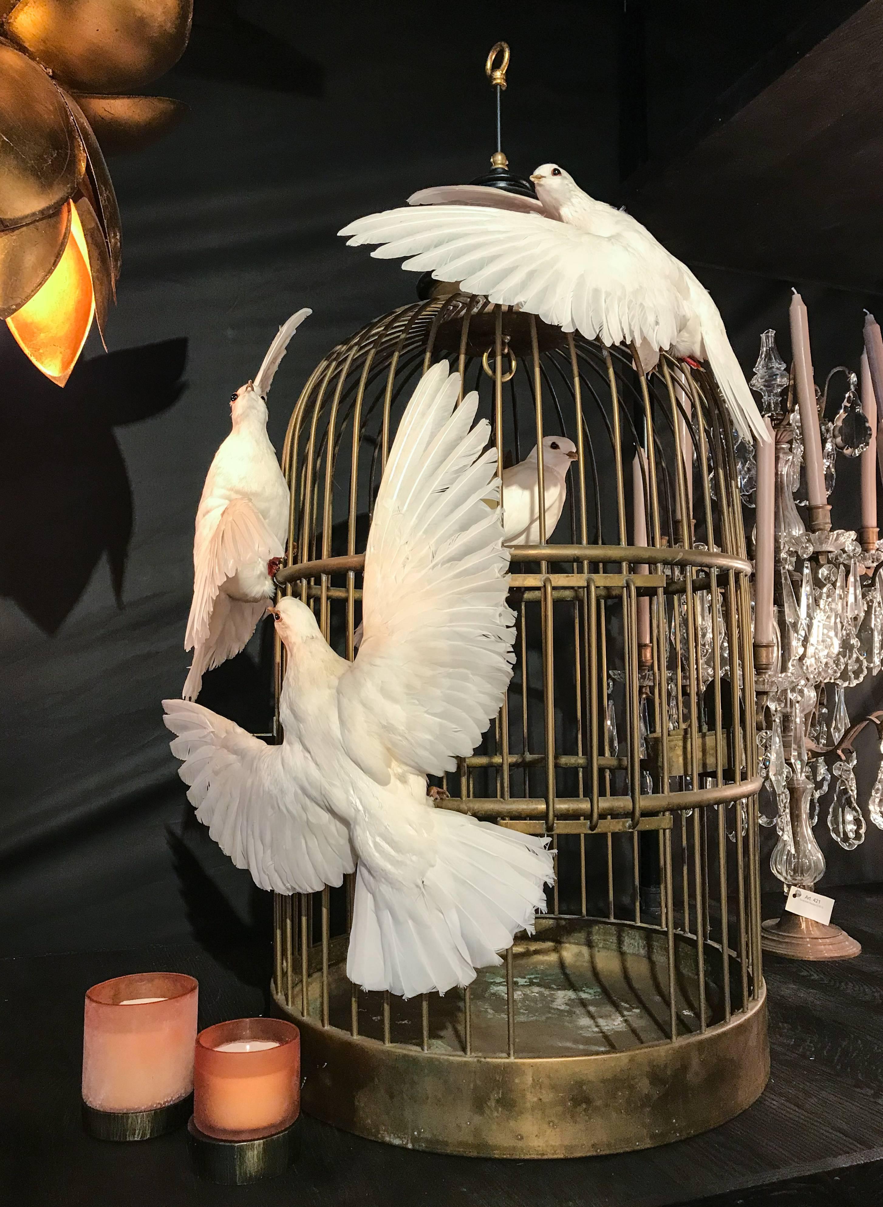 Antique French Birdcage & Taxidermy Dove Sculpture 7