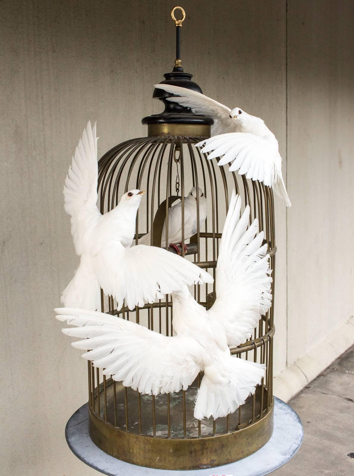 This unique and whimsical birdcage and taxidermy dove sculpture was recently uncovered in Paris and was originally crafted in Biarritz.  The brass birdcage is antique with quite a beautiful patina and features a taxidermy dove perched on the