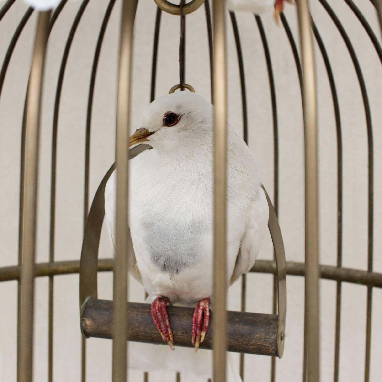 bird cage sculpture
