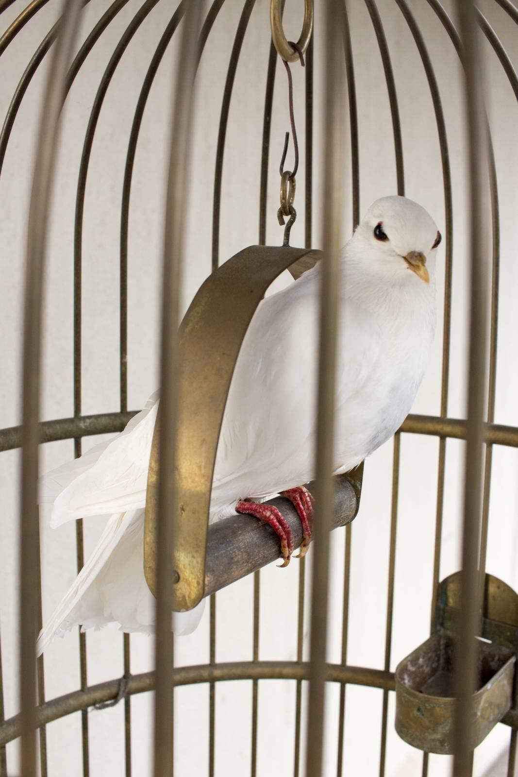 Antique French Birdcage & Taxidermy Dove Sculpture In Excellent Condition In Houston, TX
