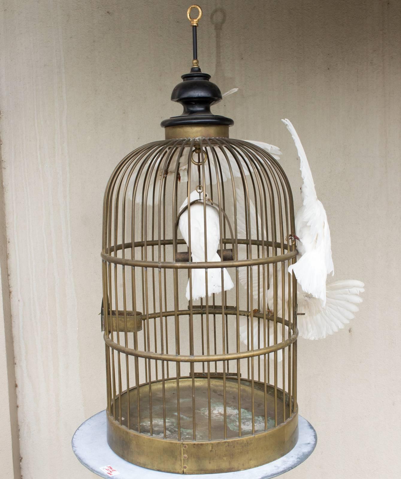Antique French Birdcage & Taxidermy Dove Sculpture 1