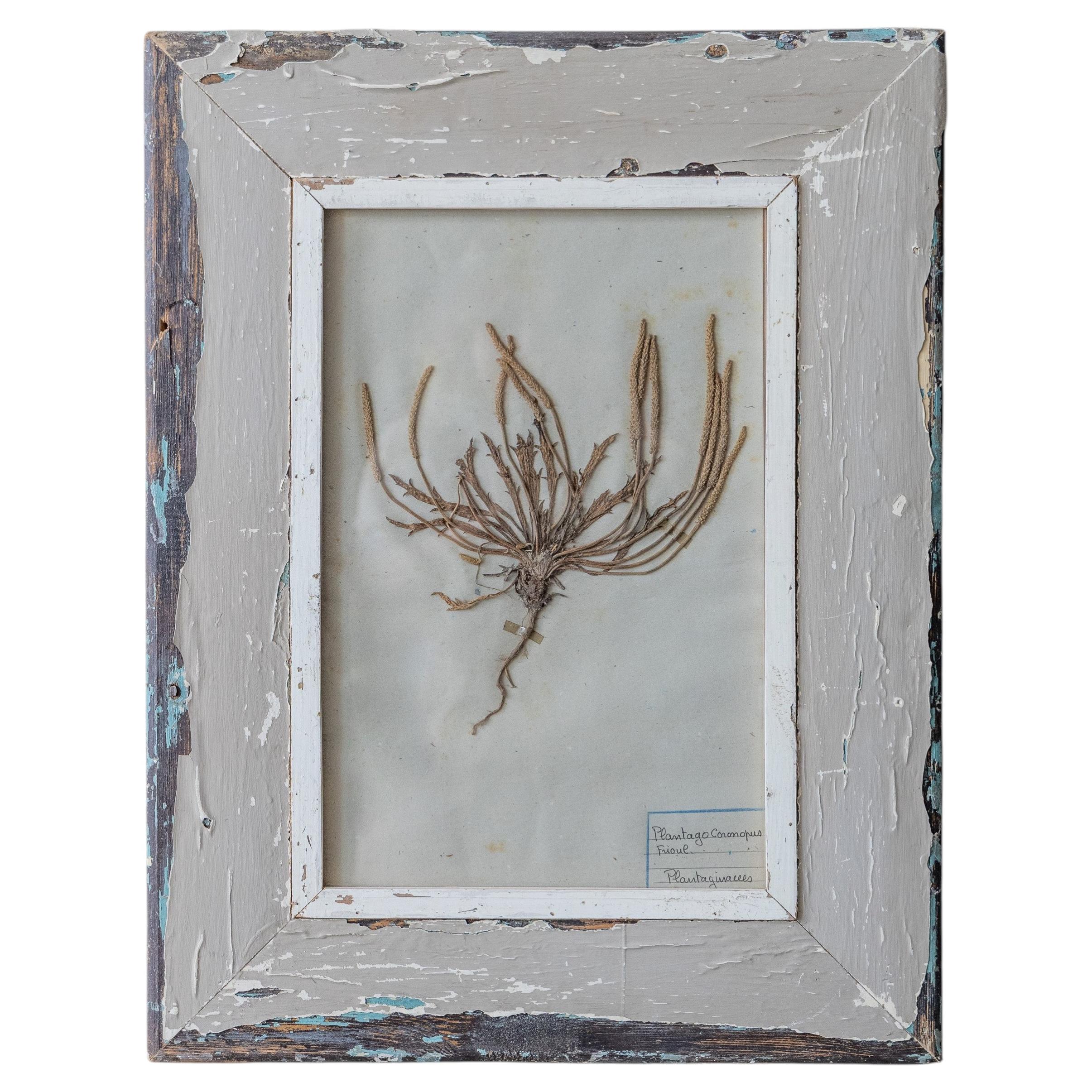 Antique French Botanical Herbarium with Pressed Plant in Distressed Painted Wood For Sale