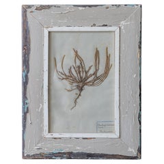 Antique French Botanical Herbarium with Pressed Plant in Distressed Painted Wood