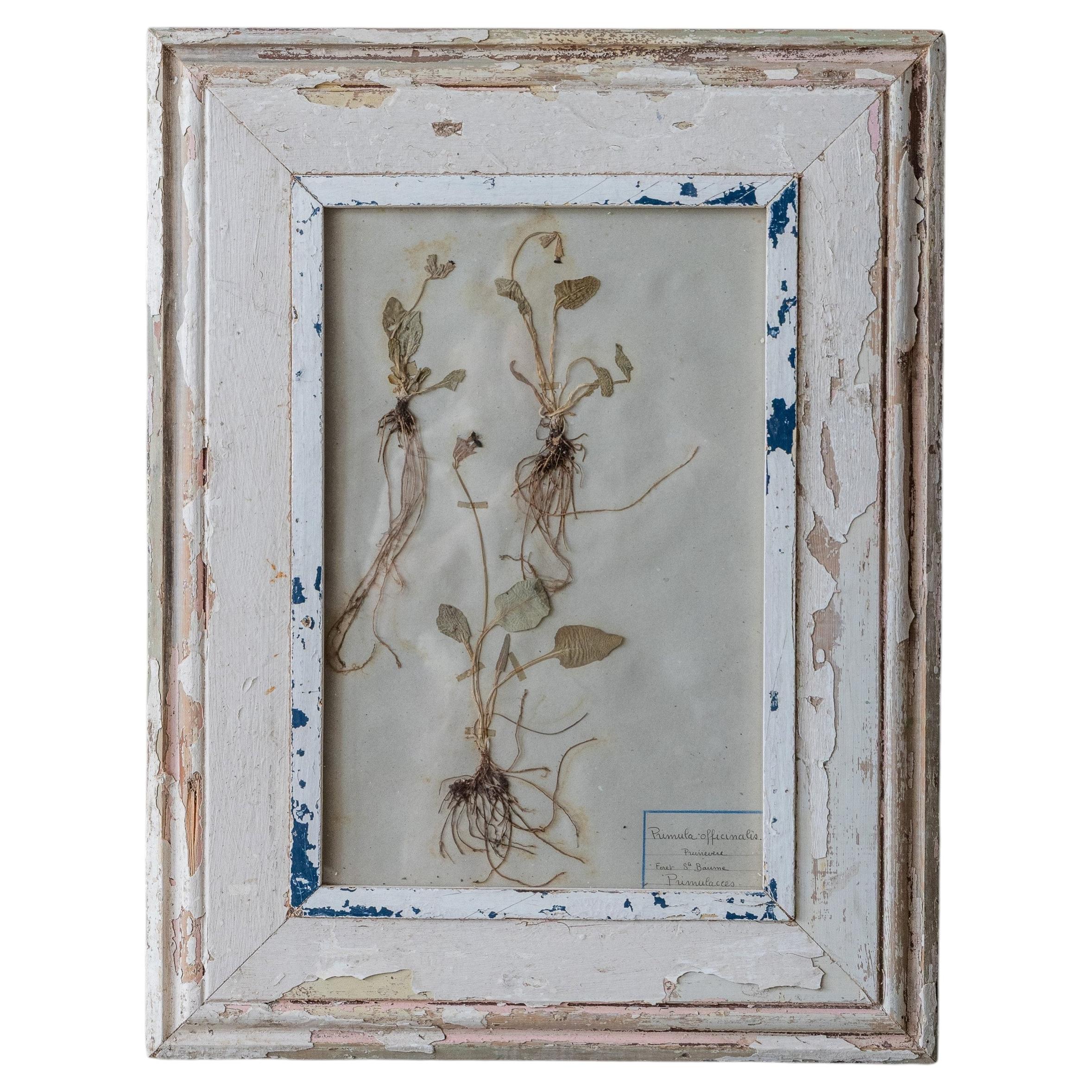 Antique French Botanical Herbarium with Pressed Plant in Distressed Painted Wood