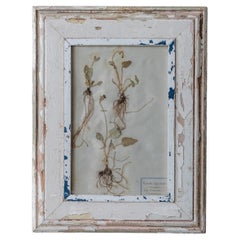 Antique French Botanical Herbarium with Pressed Plant in Distressed Painted Wood