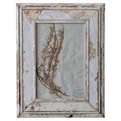 Antique French Botanical Herbarium with Pressed Plant in Distressed Painted Wood