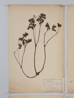 Antique French Botanicals from a Monastery School in South of France Set of (8)