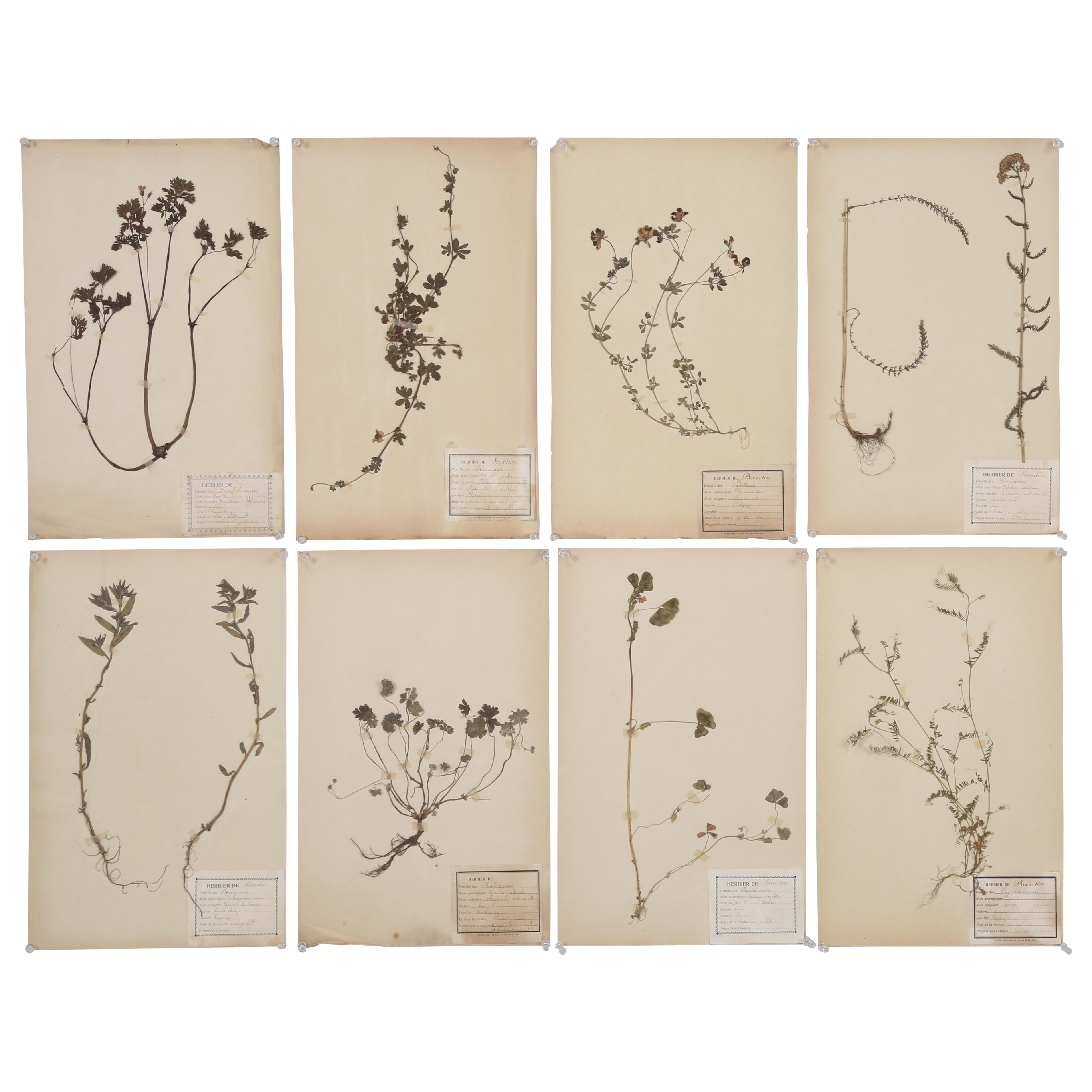 Antique French Botanicals from a Monastery School in South of France Set of (8)